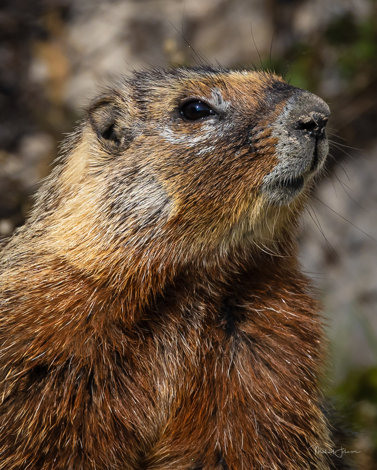 Yellow-bellied Marmot