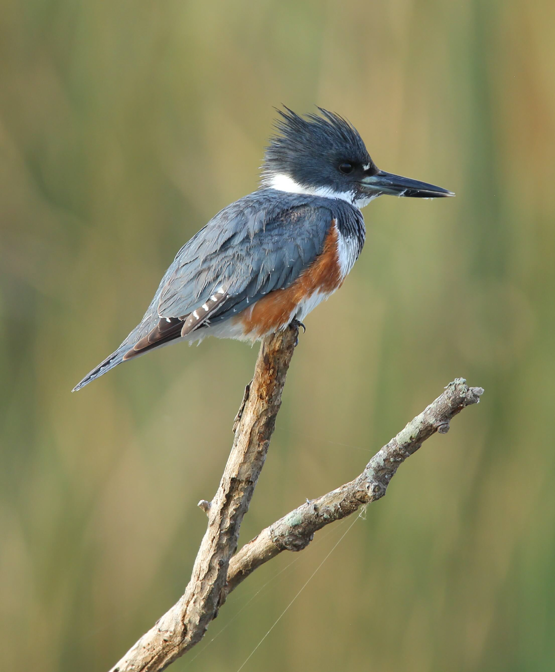 Belted Kingfisher