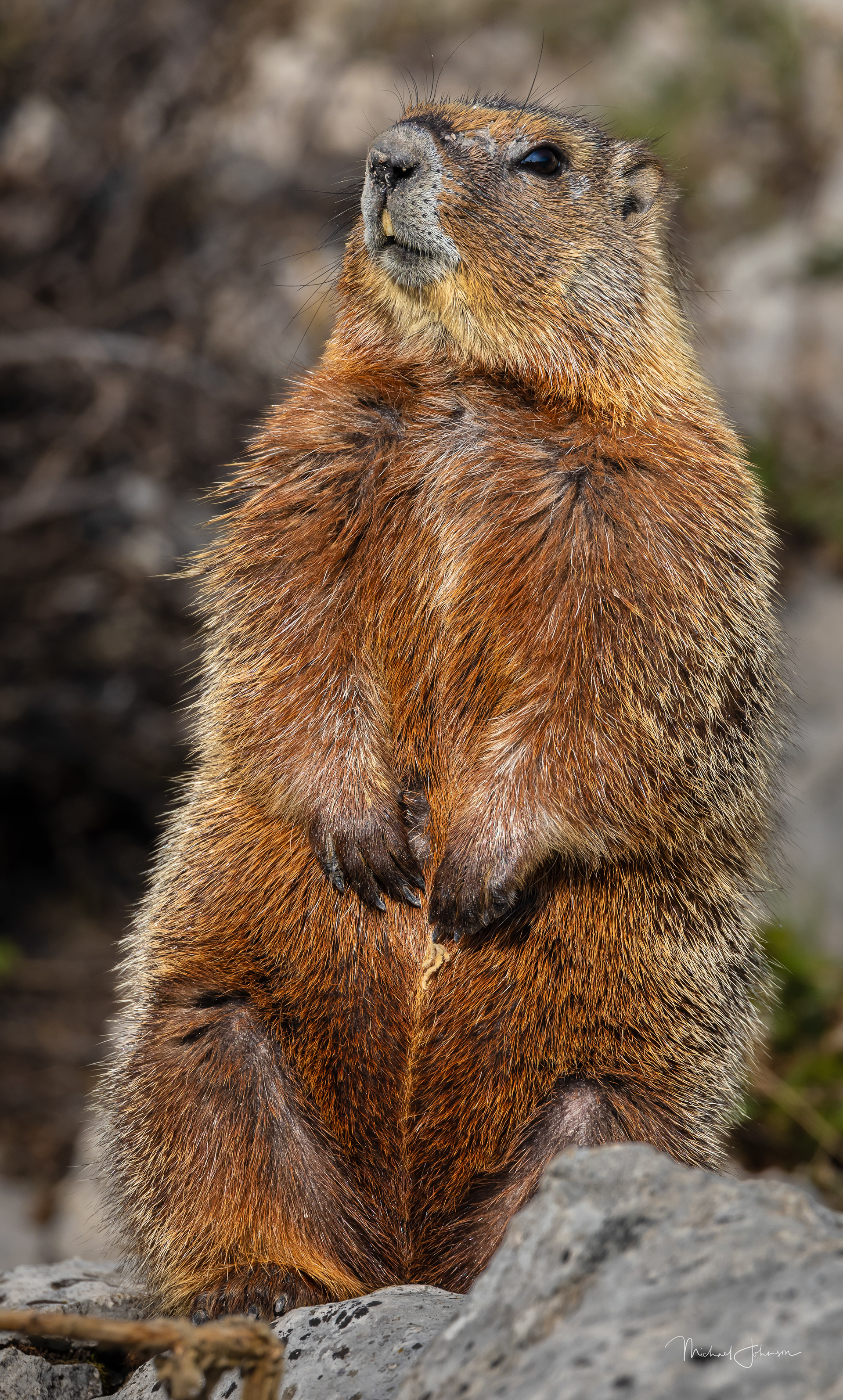 Yellow-bellied Marmot