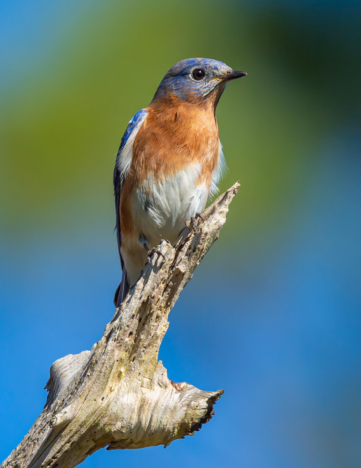 Eastern Bluebird