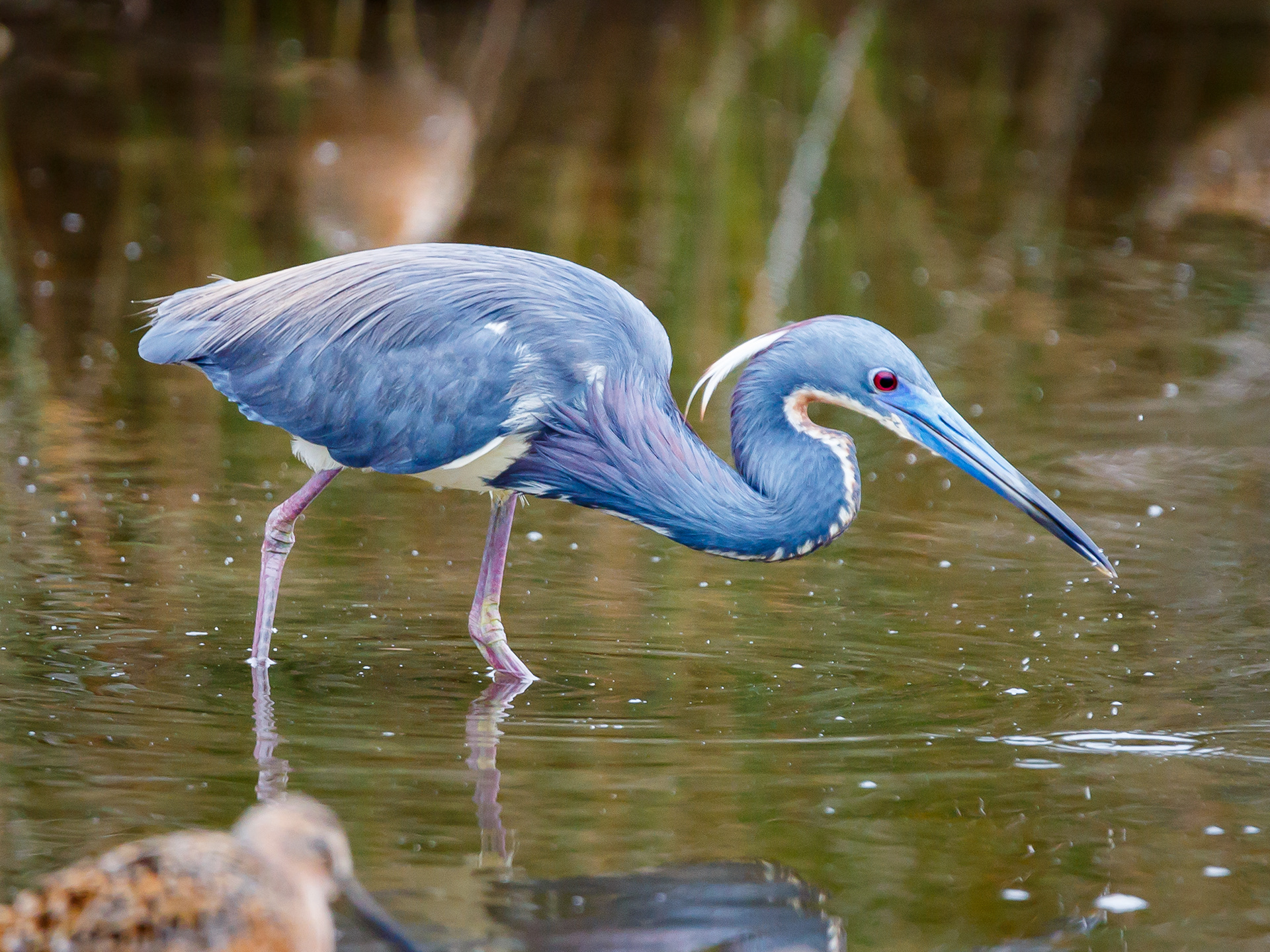Tricolored Heron