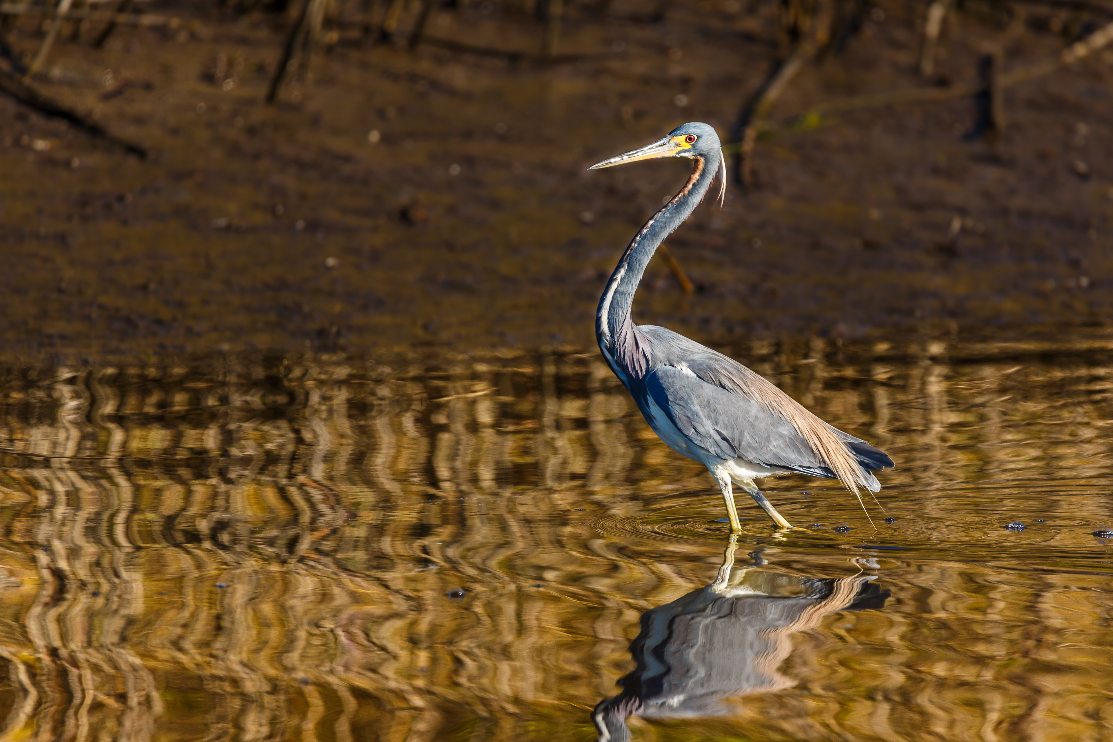 Tricolored Heron