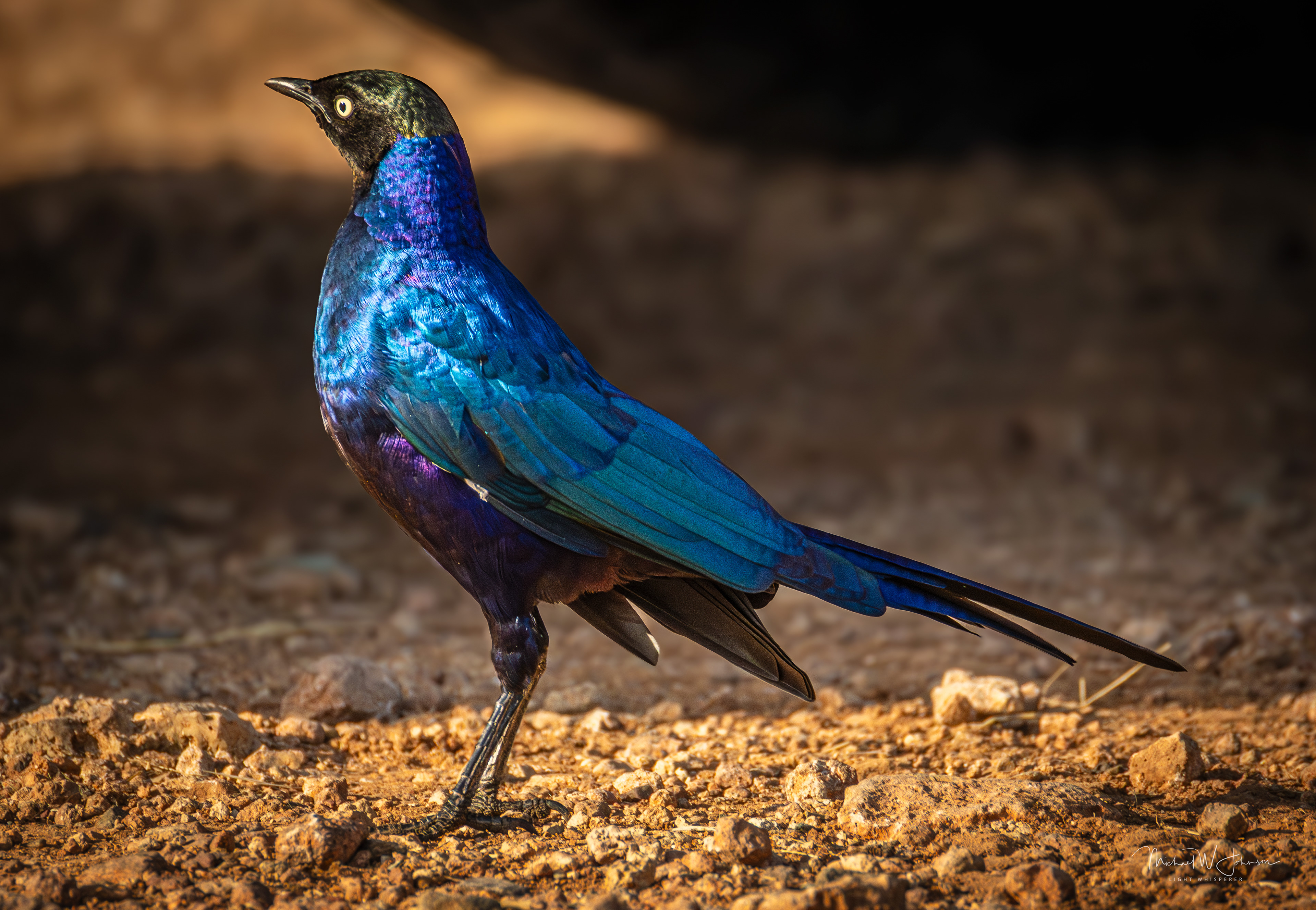 Splendid Starling