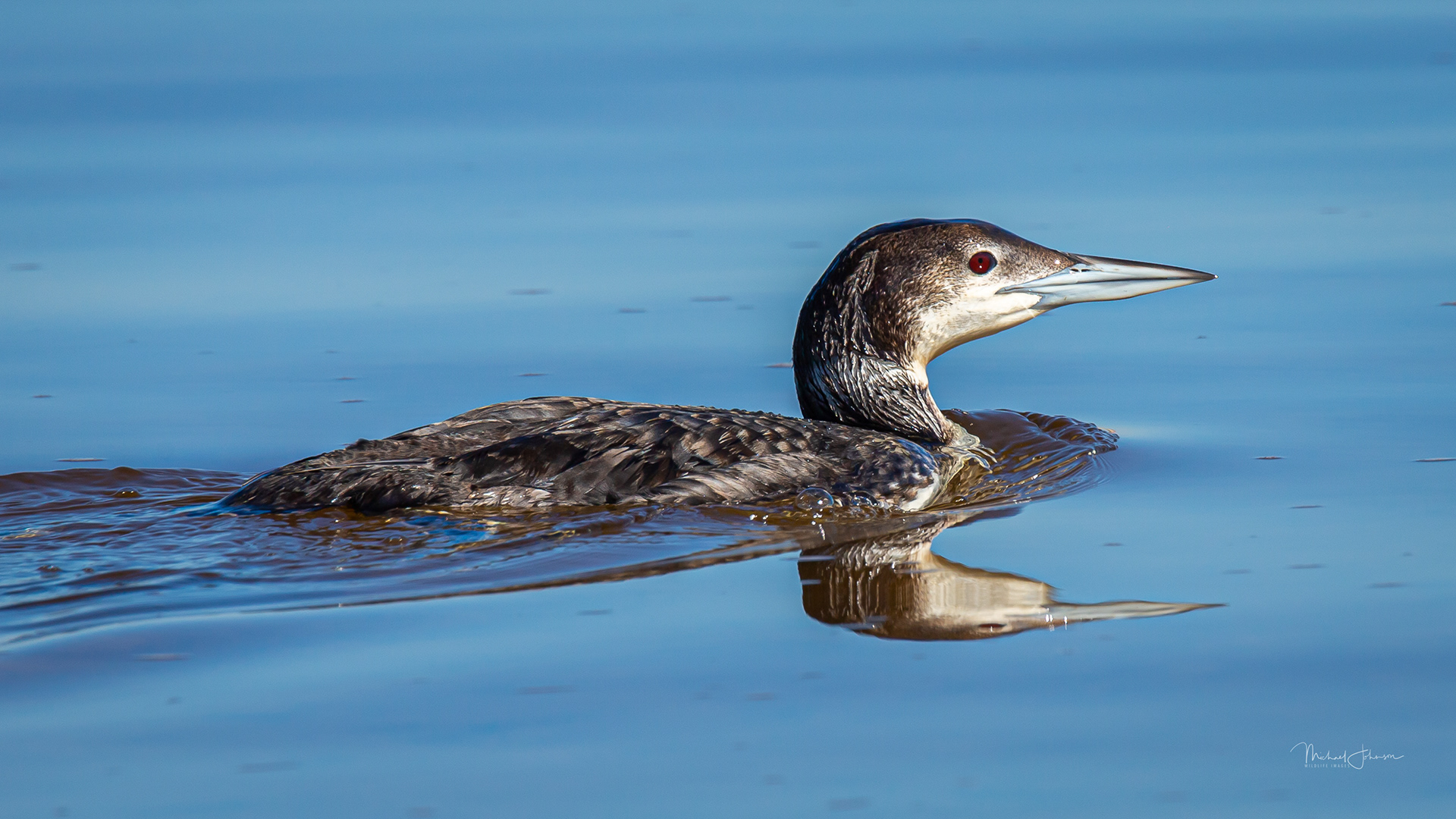 Common Loon