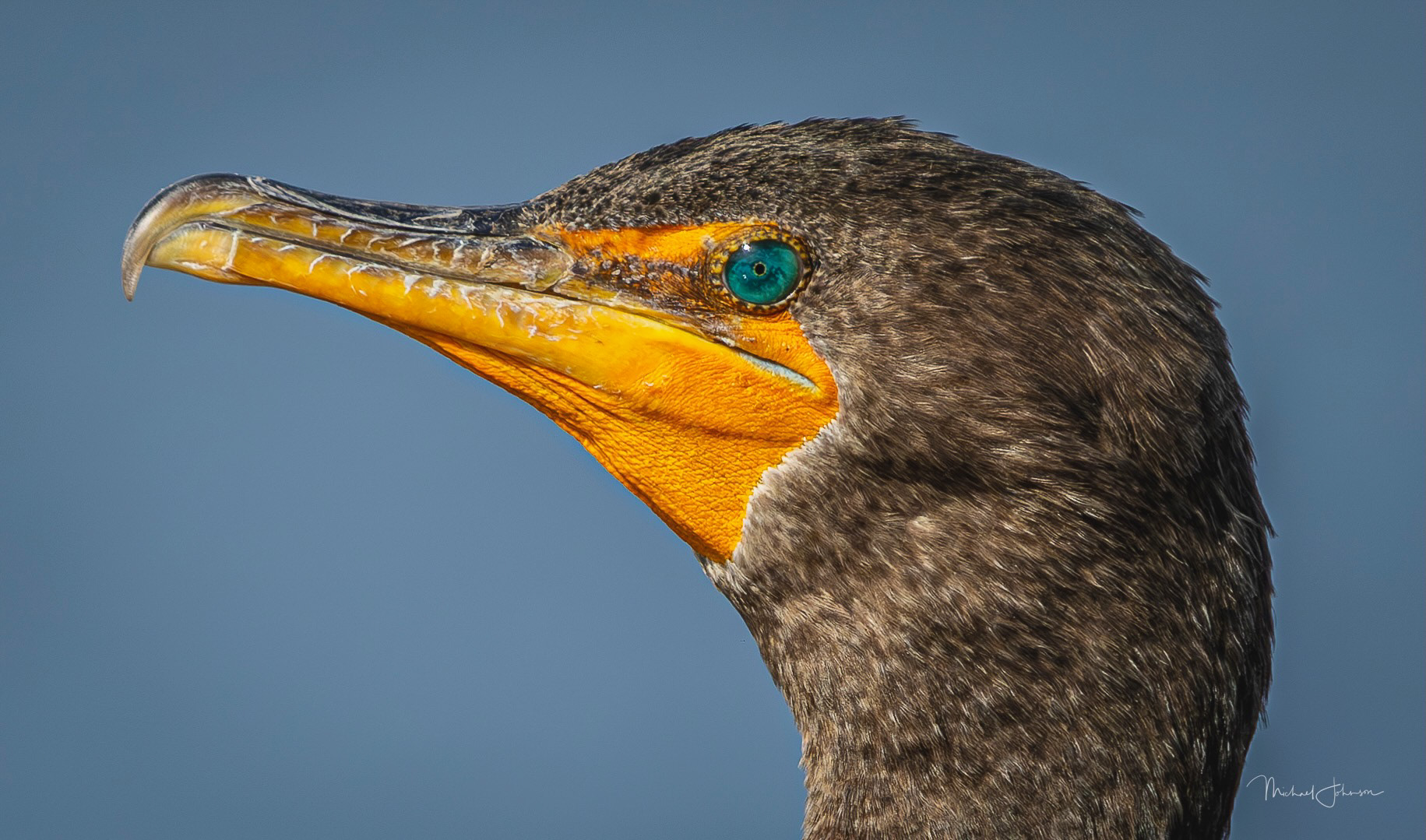 Double-Crested Cormorant