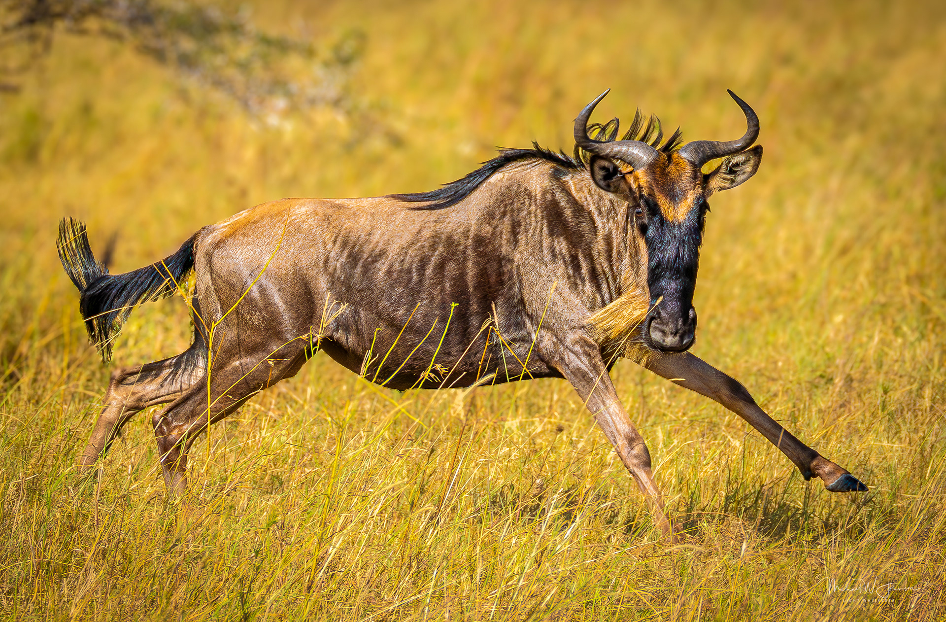 Wildebeest