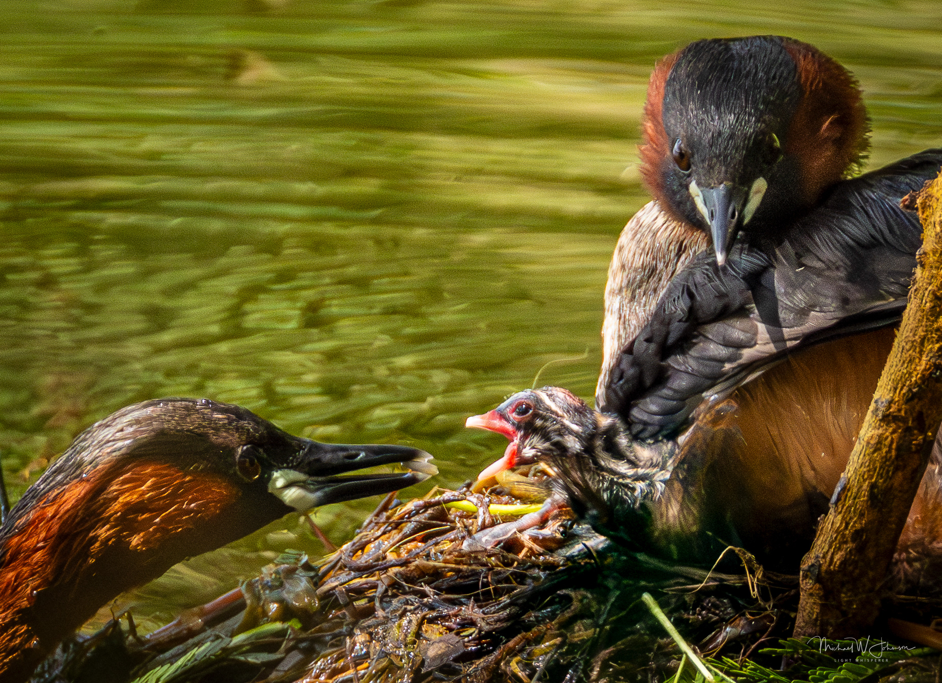 Little Grebes and Chick