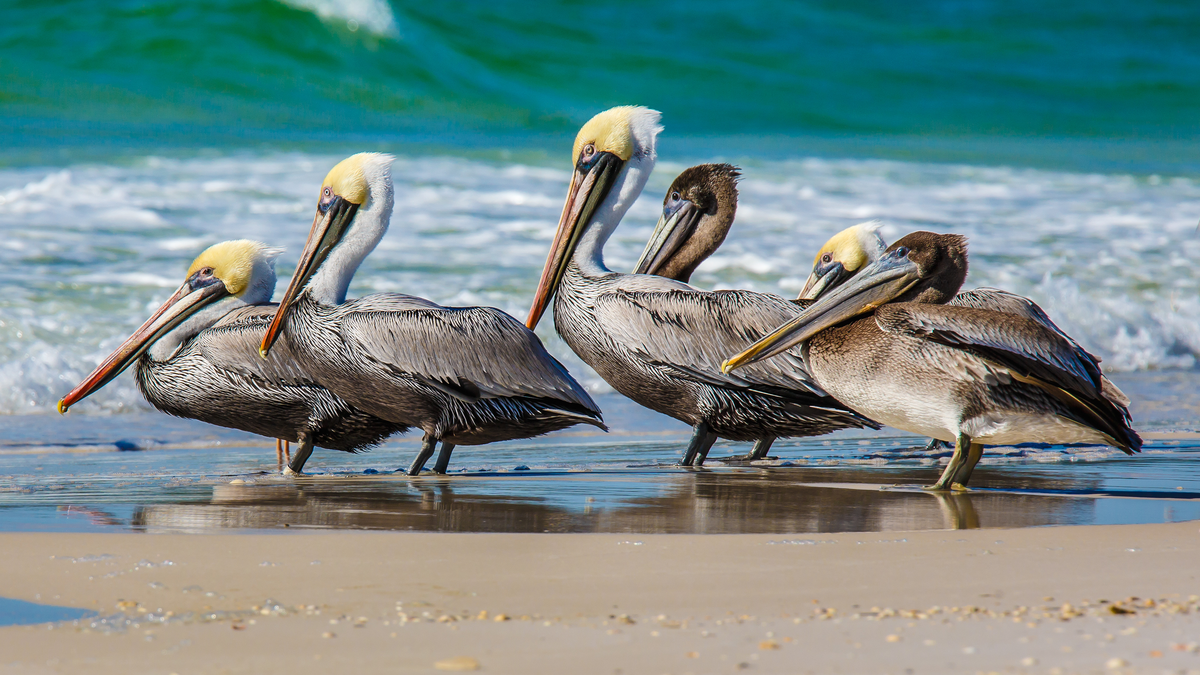 Brown Pelican