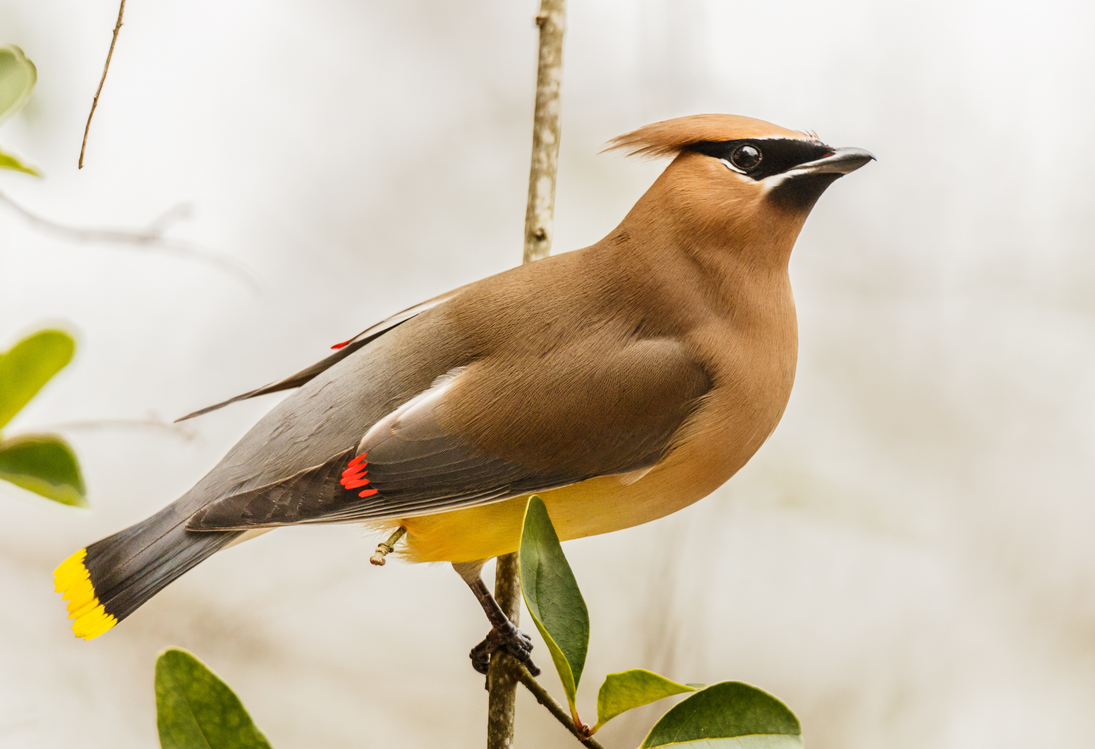 Cedar Waxwing