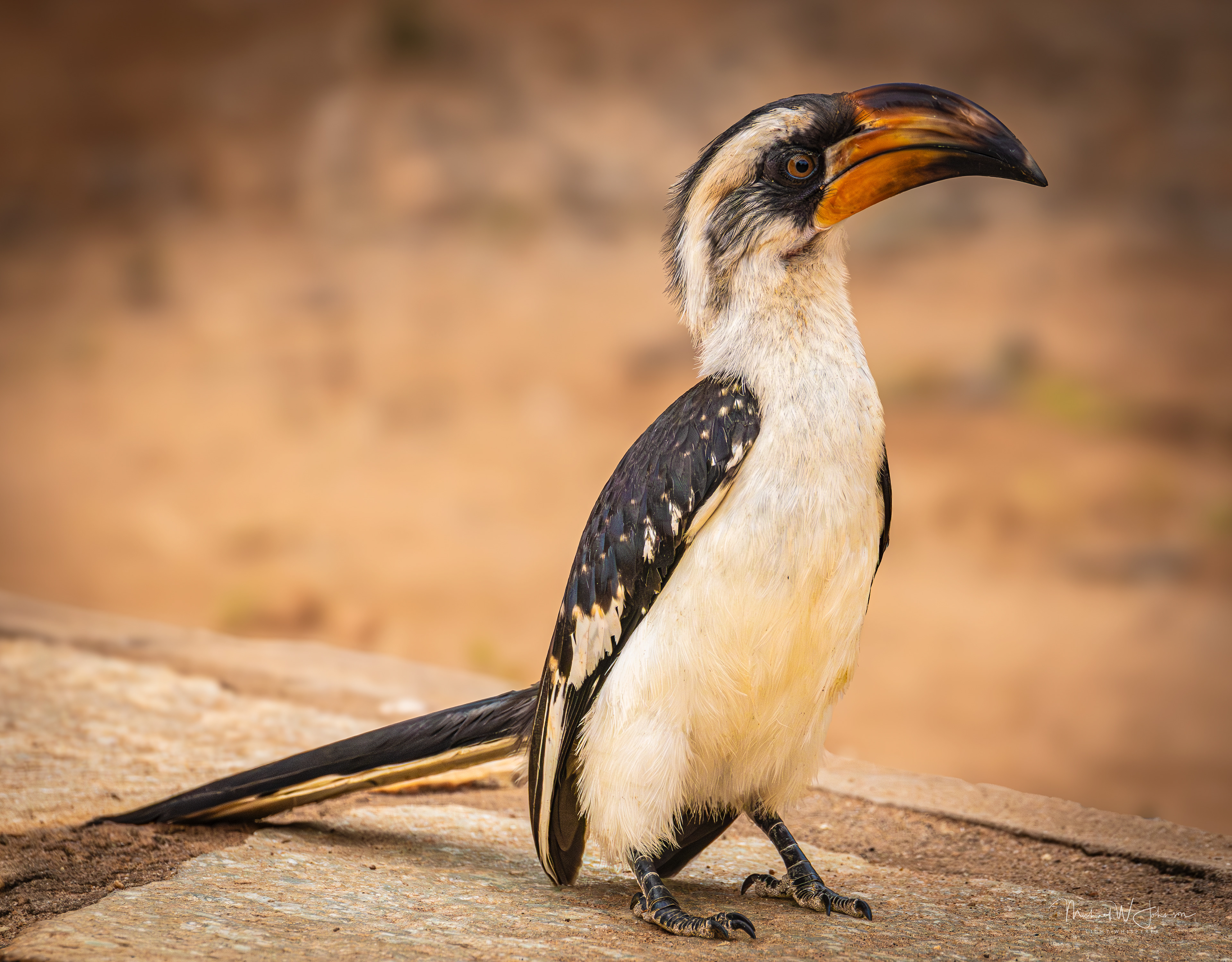 Jackson's Hornbill