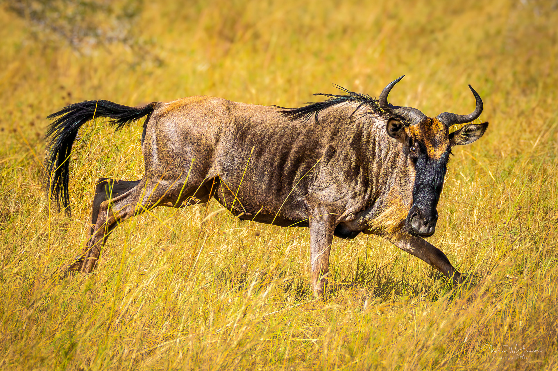 Wildebeest