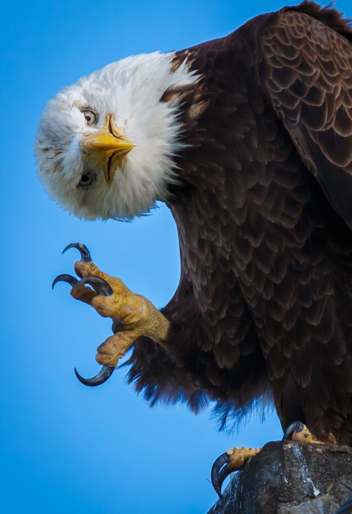 "Best in Show" & "First Place - Animals"   Hook - American Bald Eagle