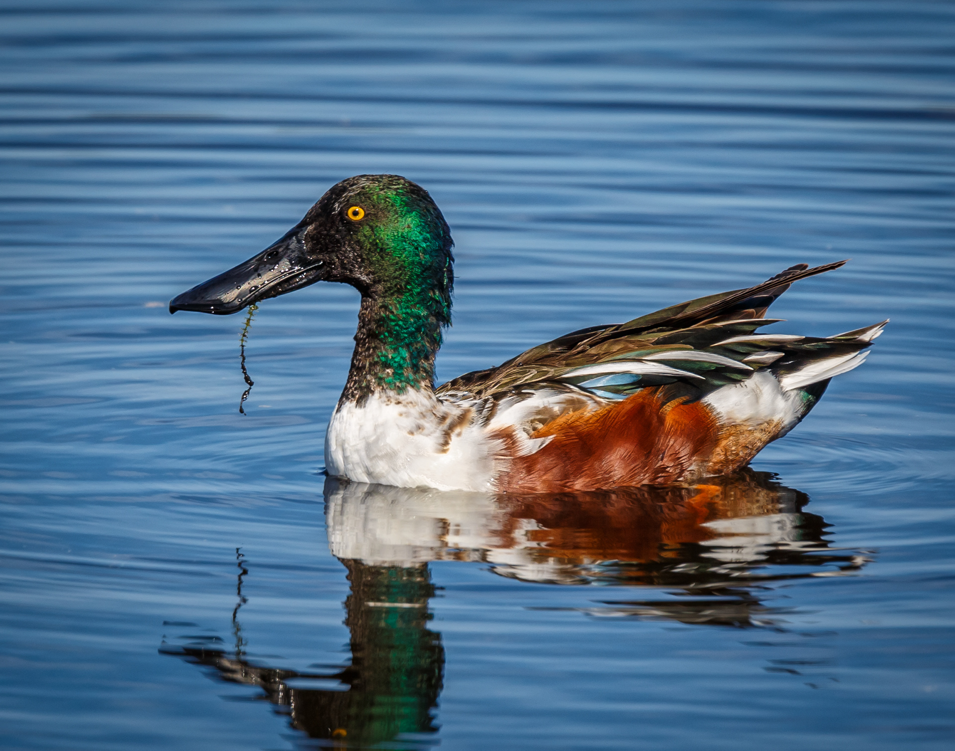 Northern Shoveler