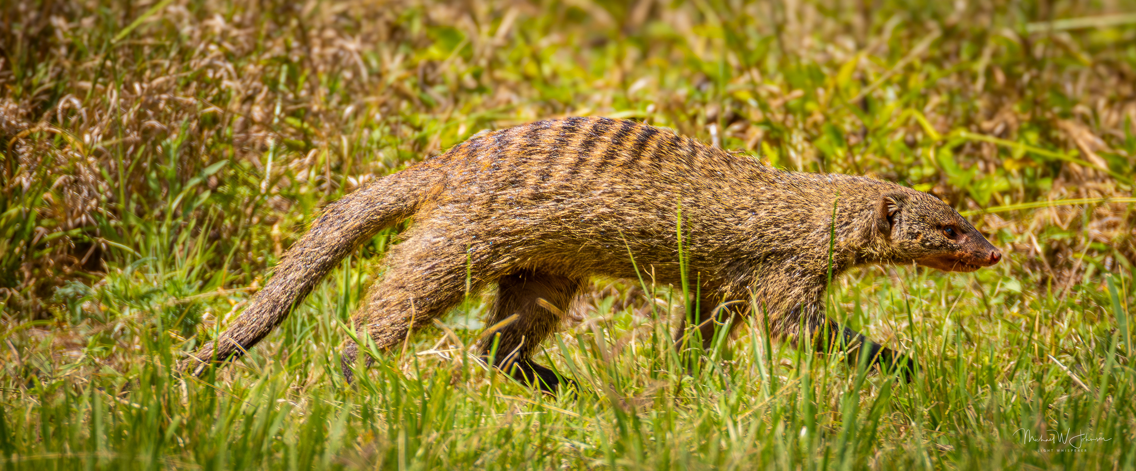 Banded Mongoose