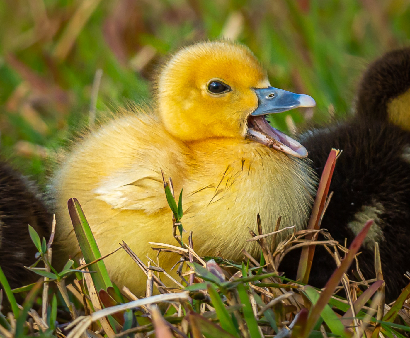 Muscovy Duck
