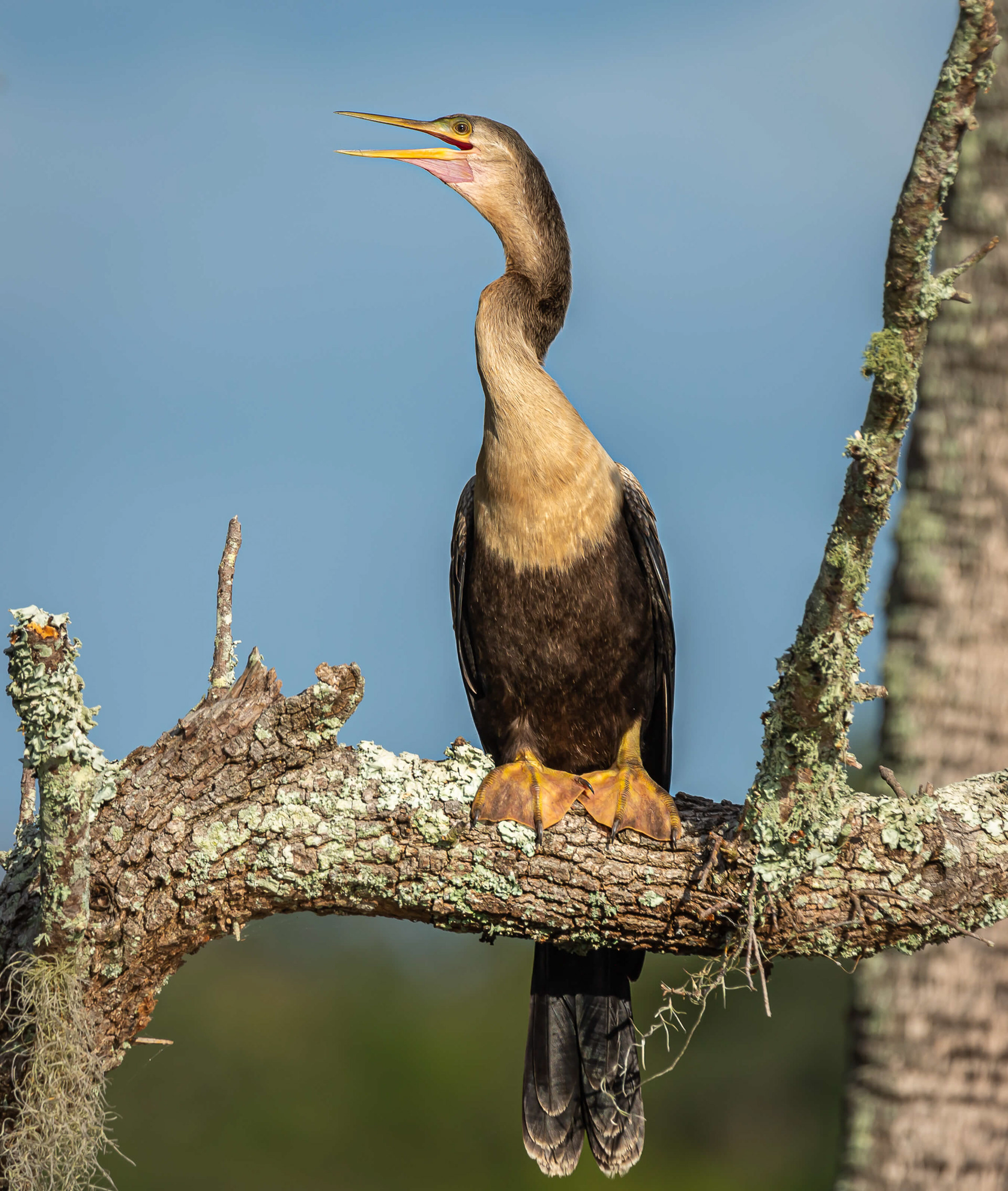 Anhinga