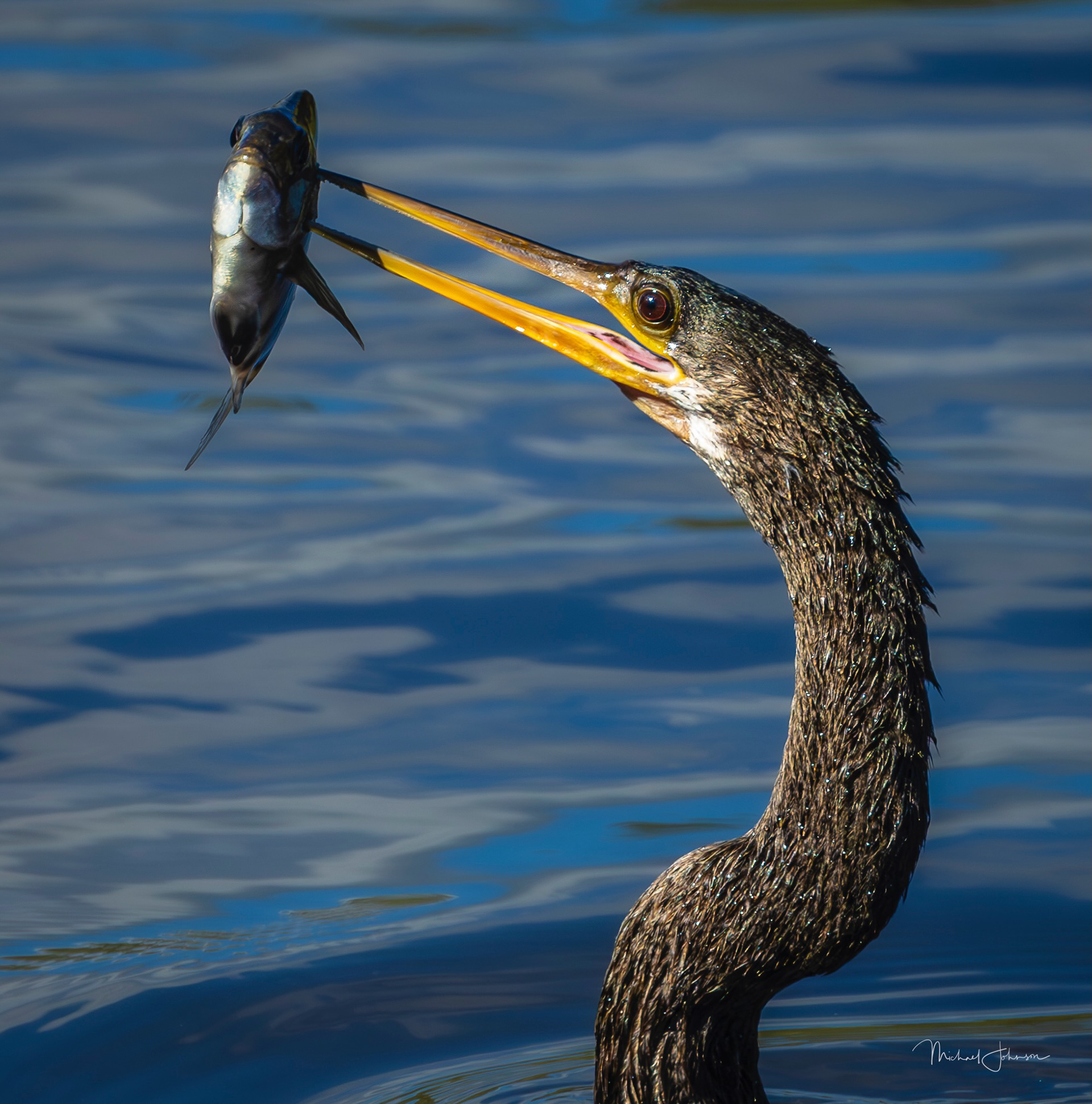Anhinga