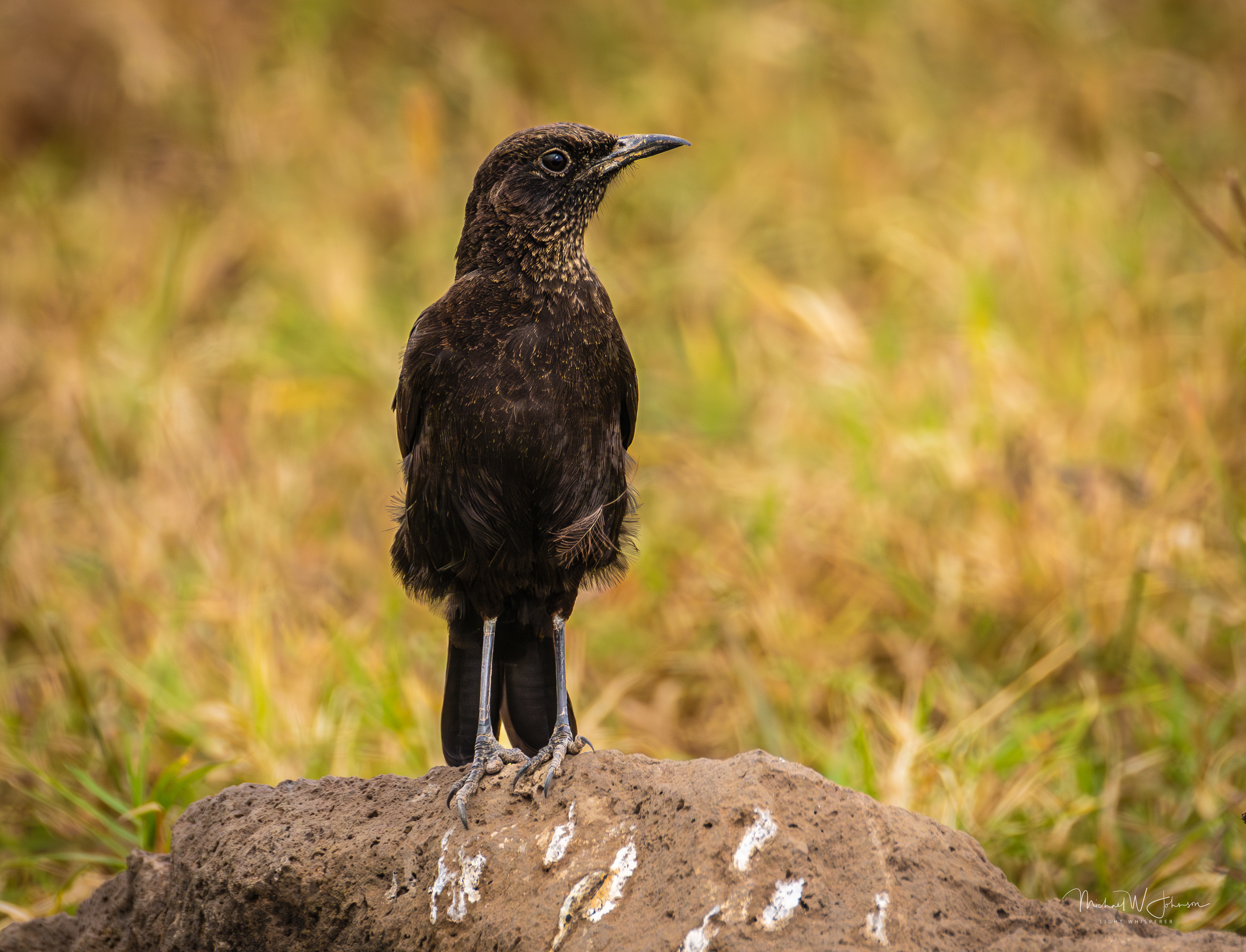 Northern Anteater Chat