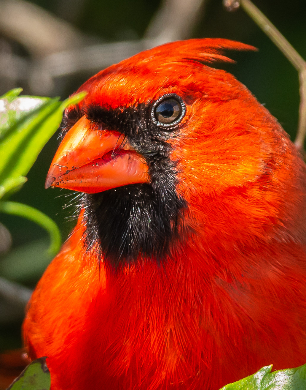 Northern Cardinal