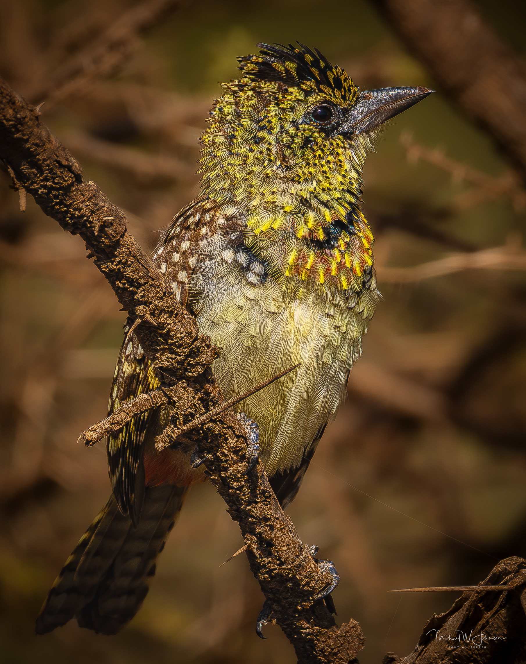 D'Arnaud's Barbet