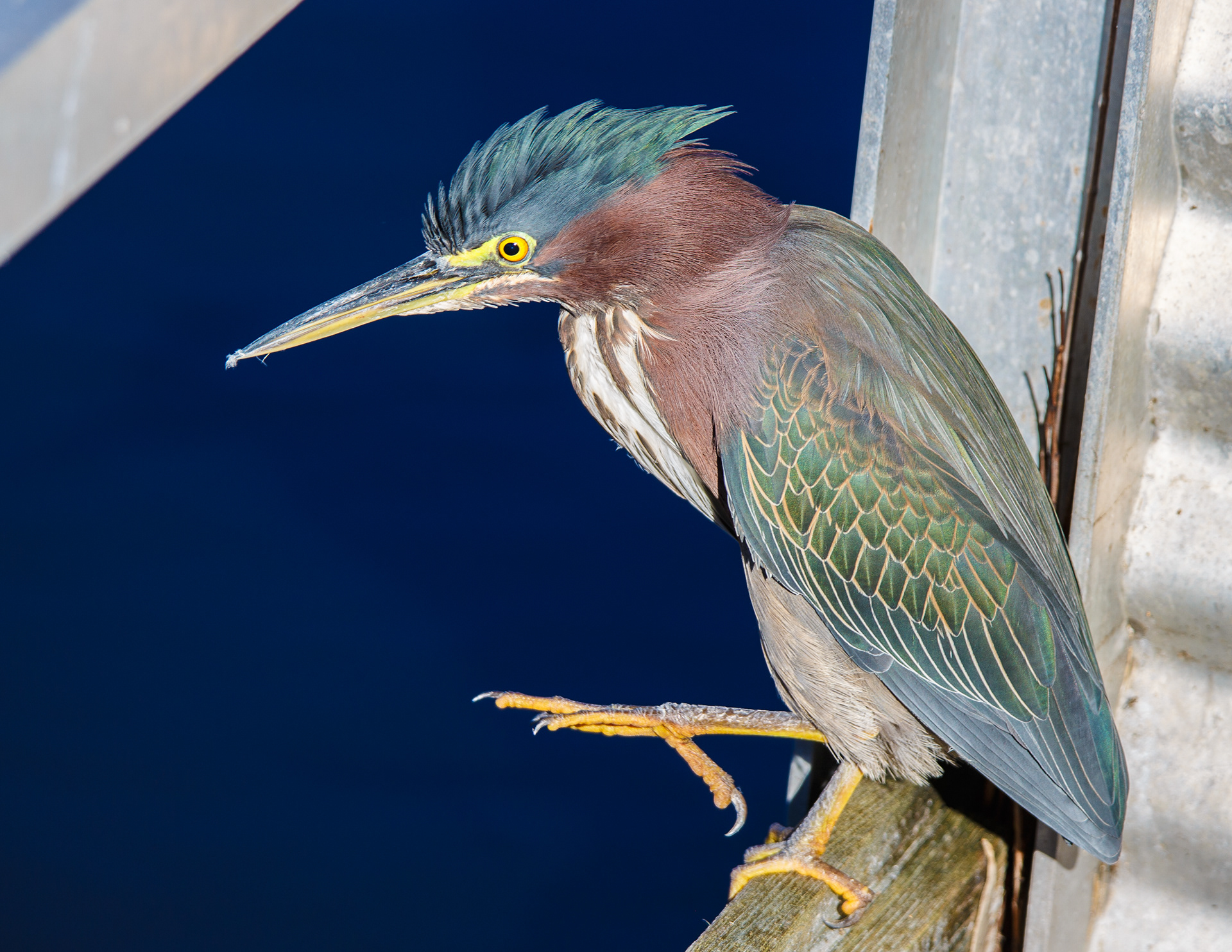 Green Heron
