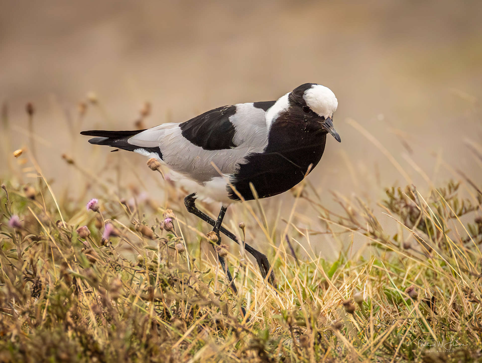 Blacksmith Lapwing
