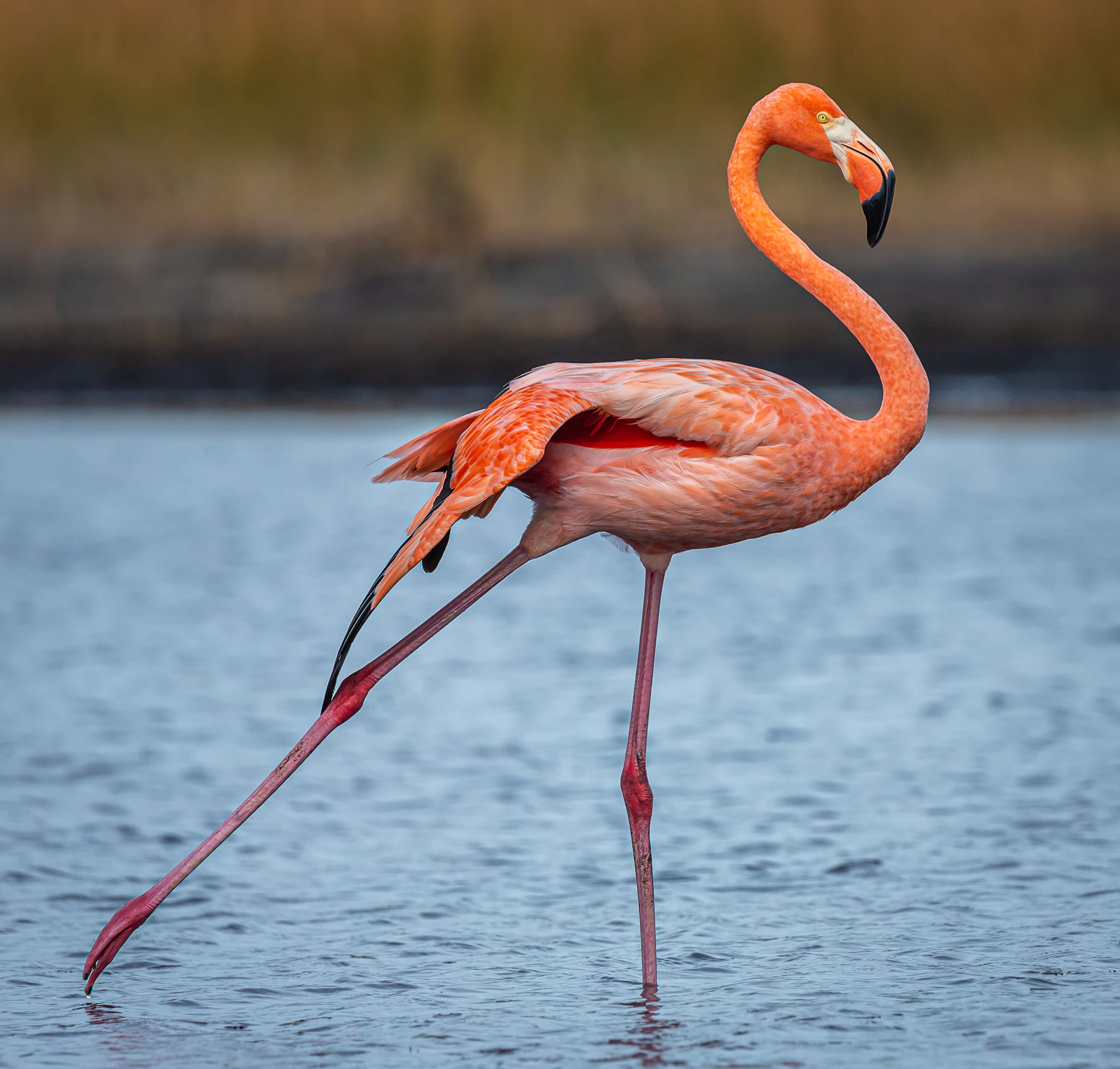 American Flamingo