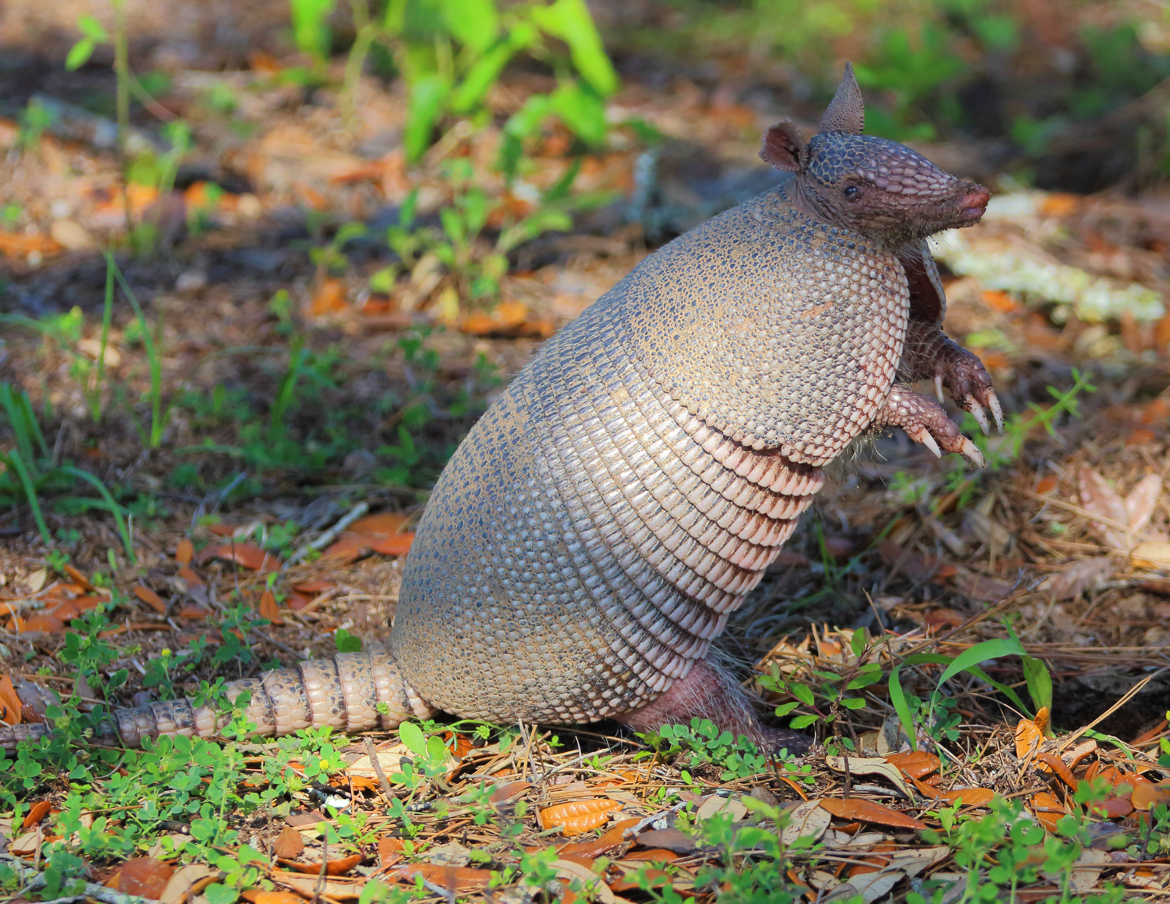 Armadillo