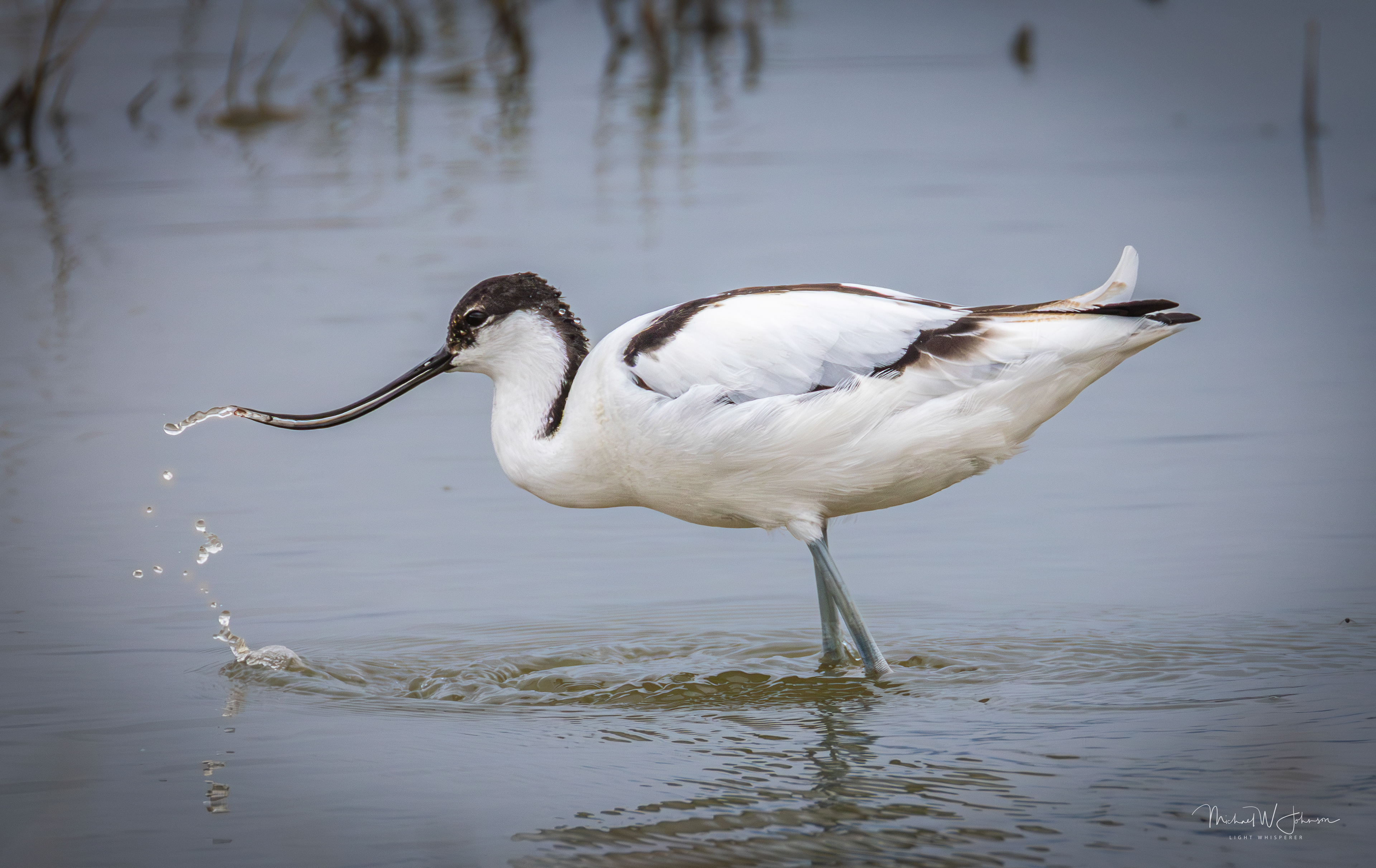Pied Avocet
