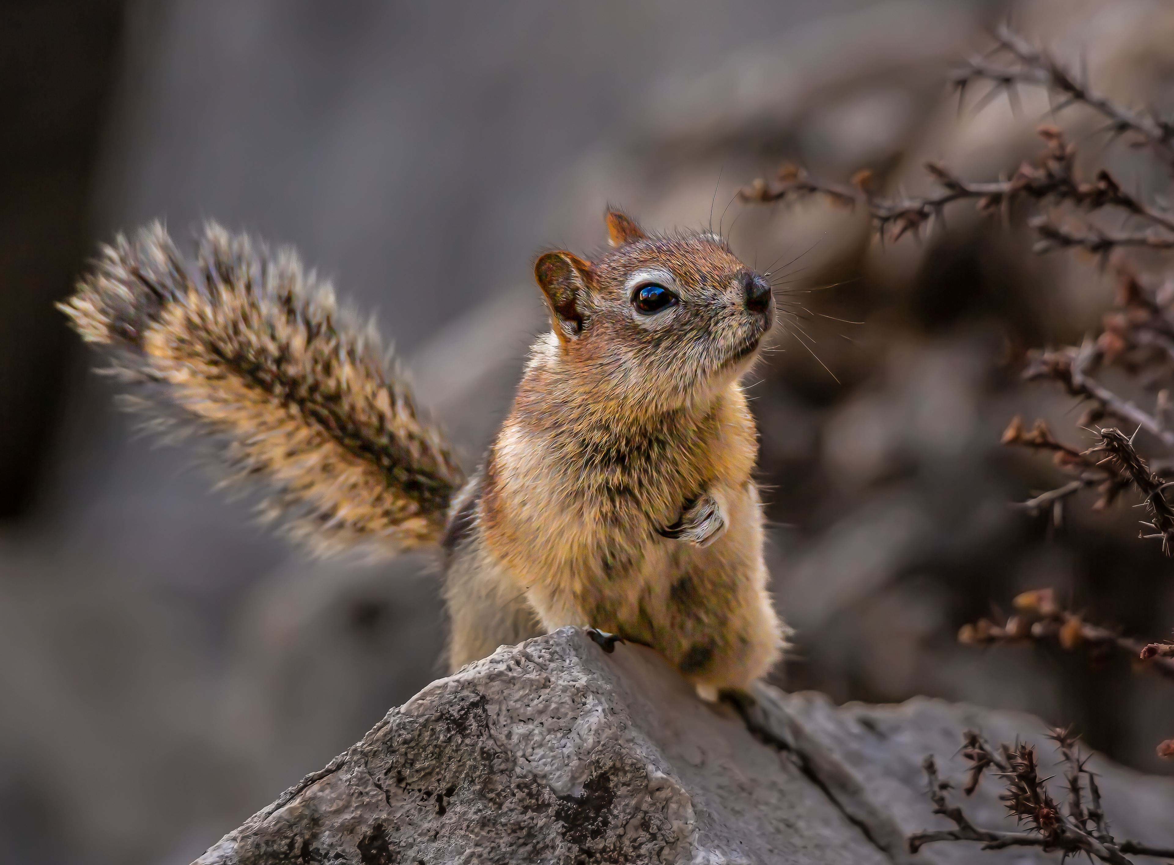 Golden-mantled Ground Squirrel