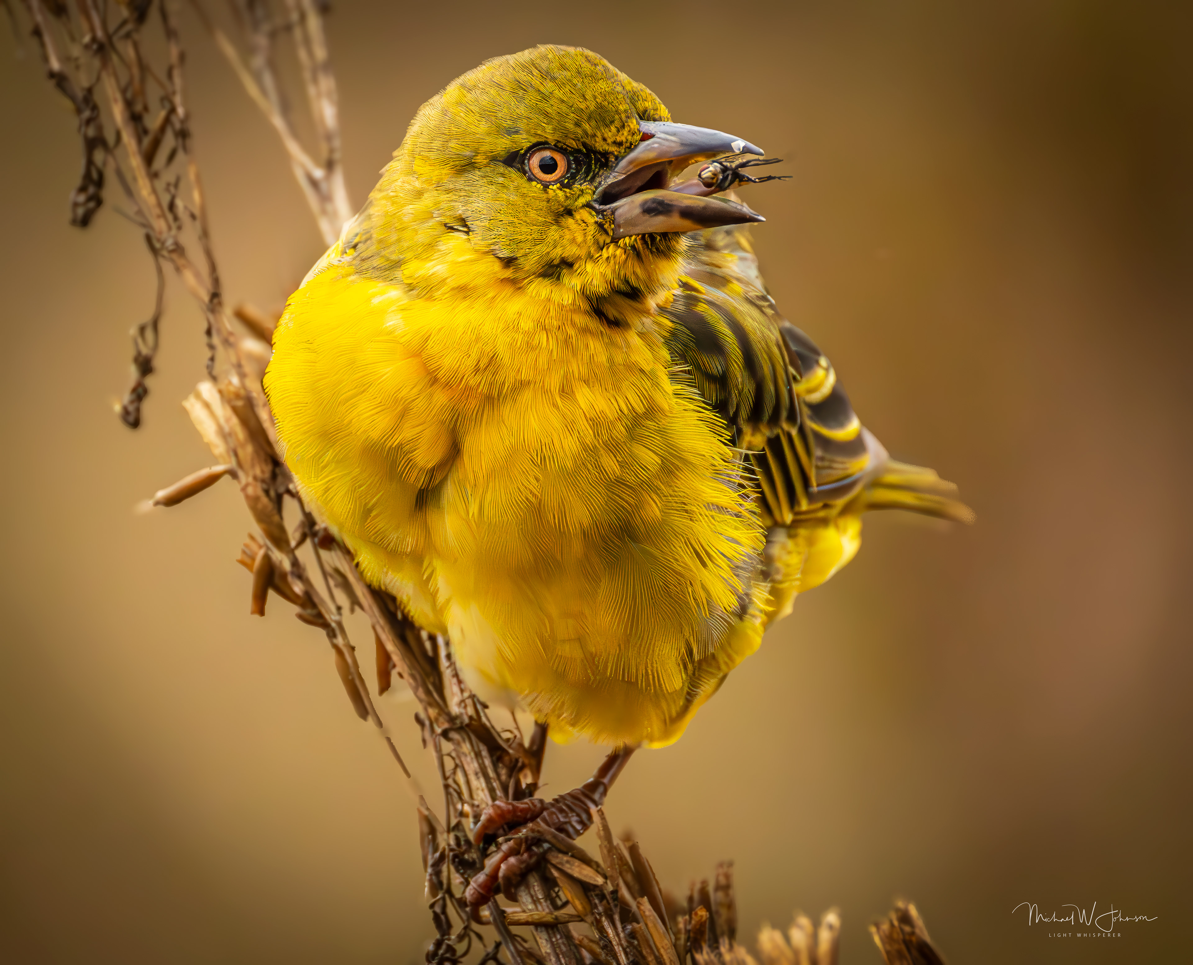 Holub's Golden-Weaver