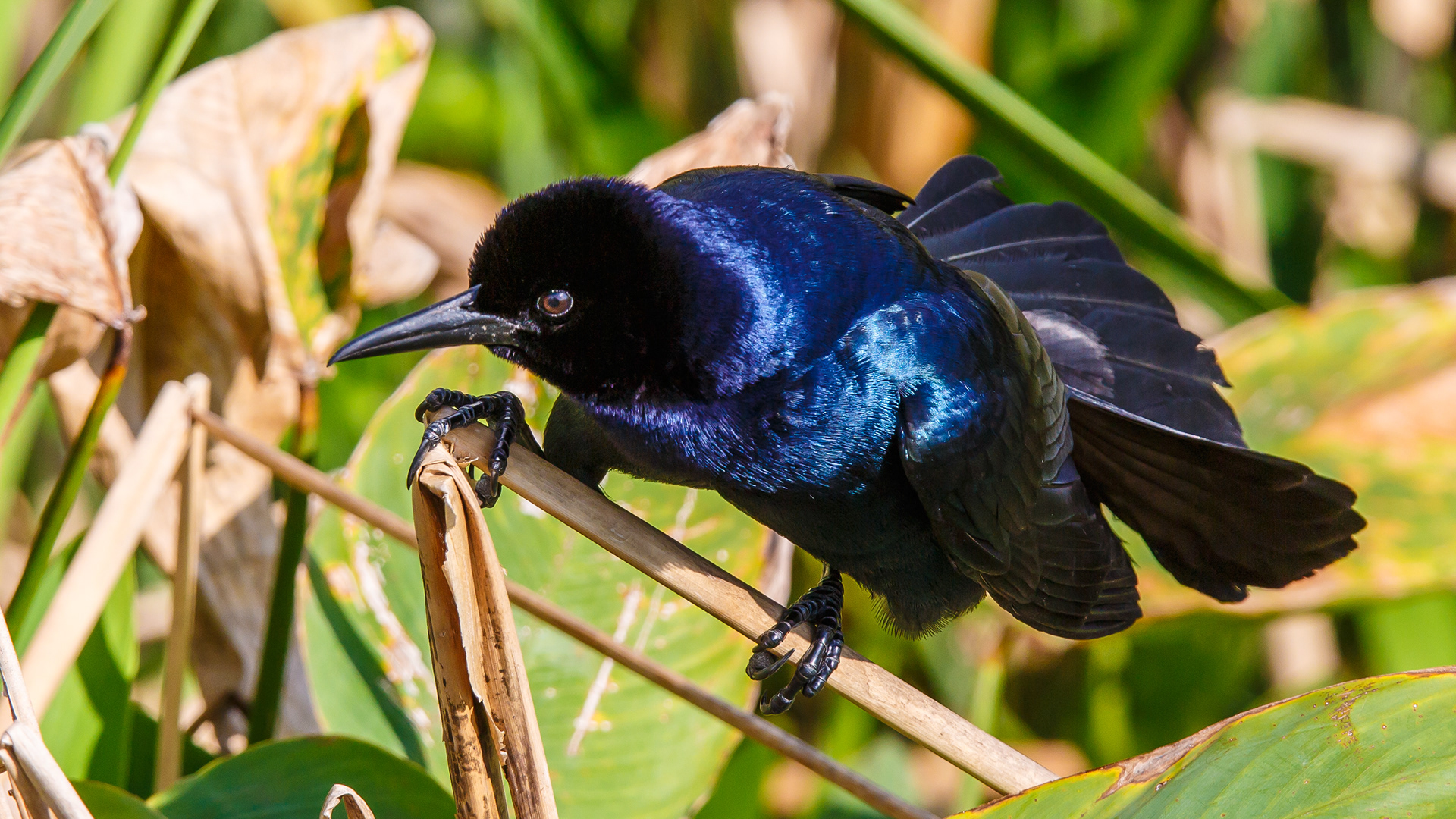 Boat-tailed Grackle