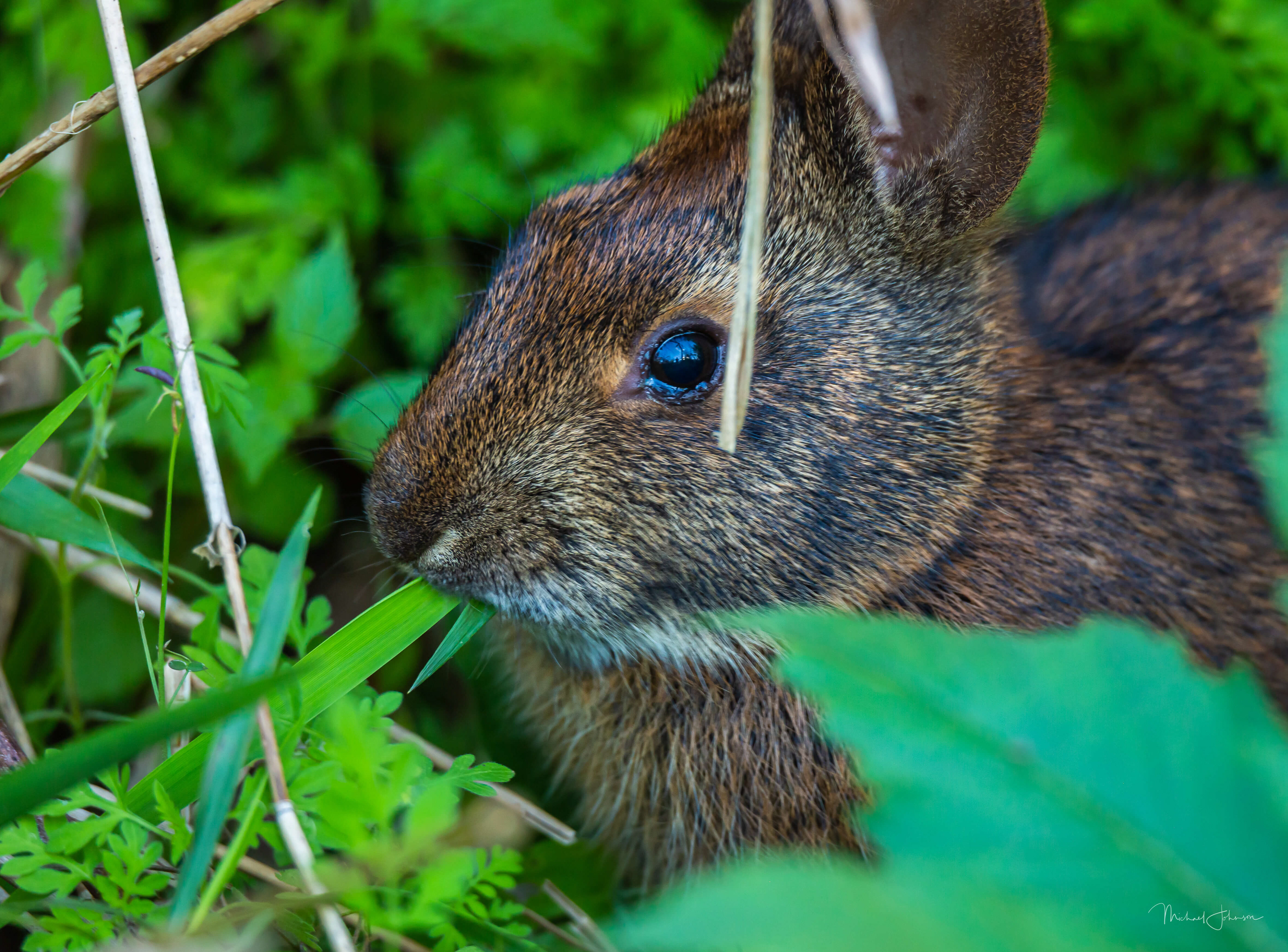 Marsh Rabbit