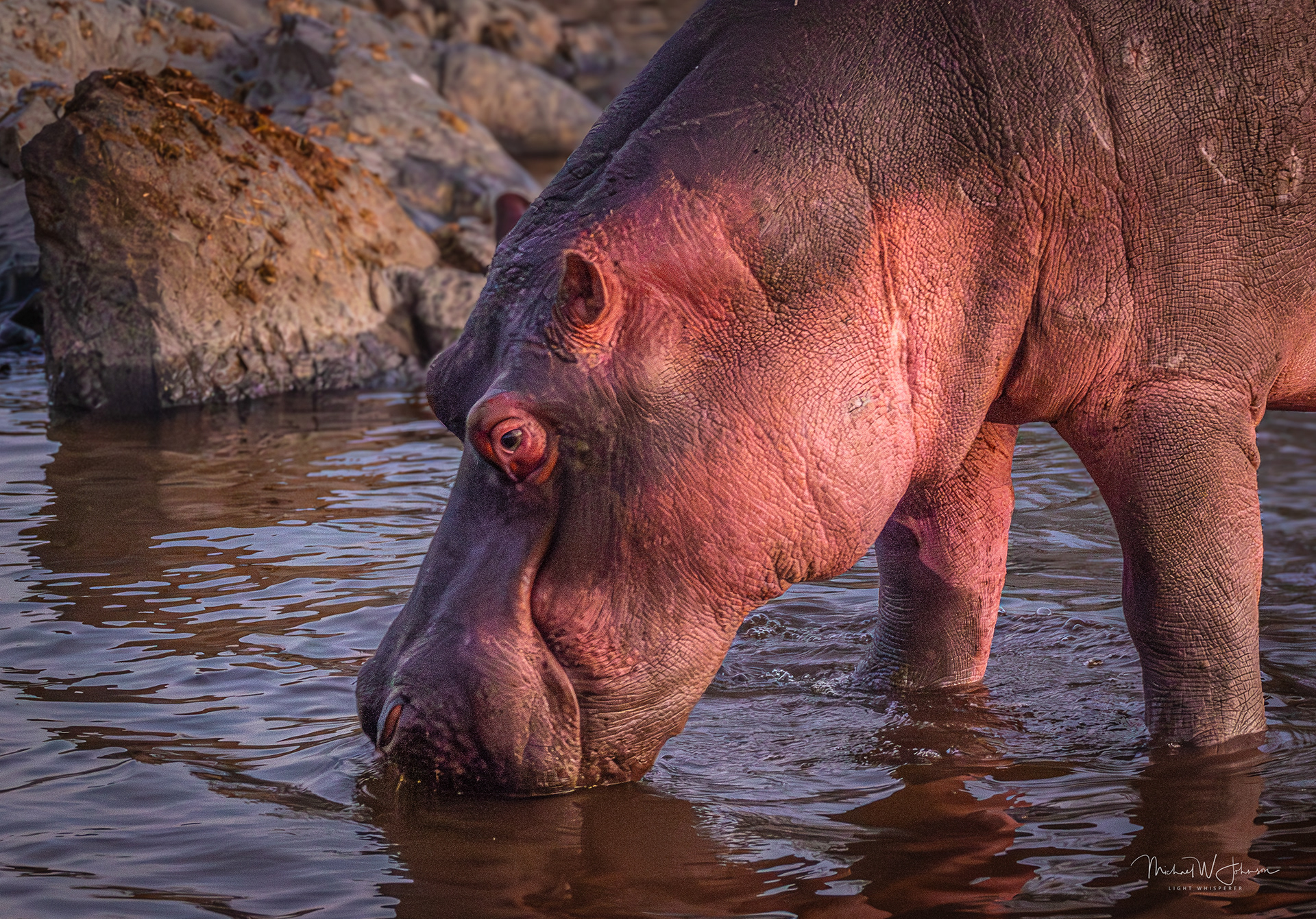 Hippo