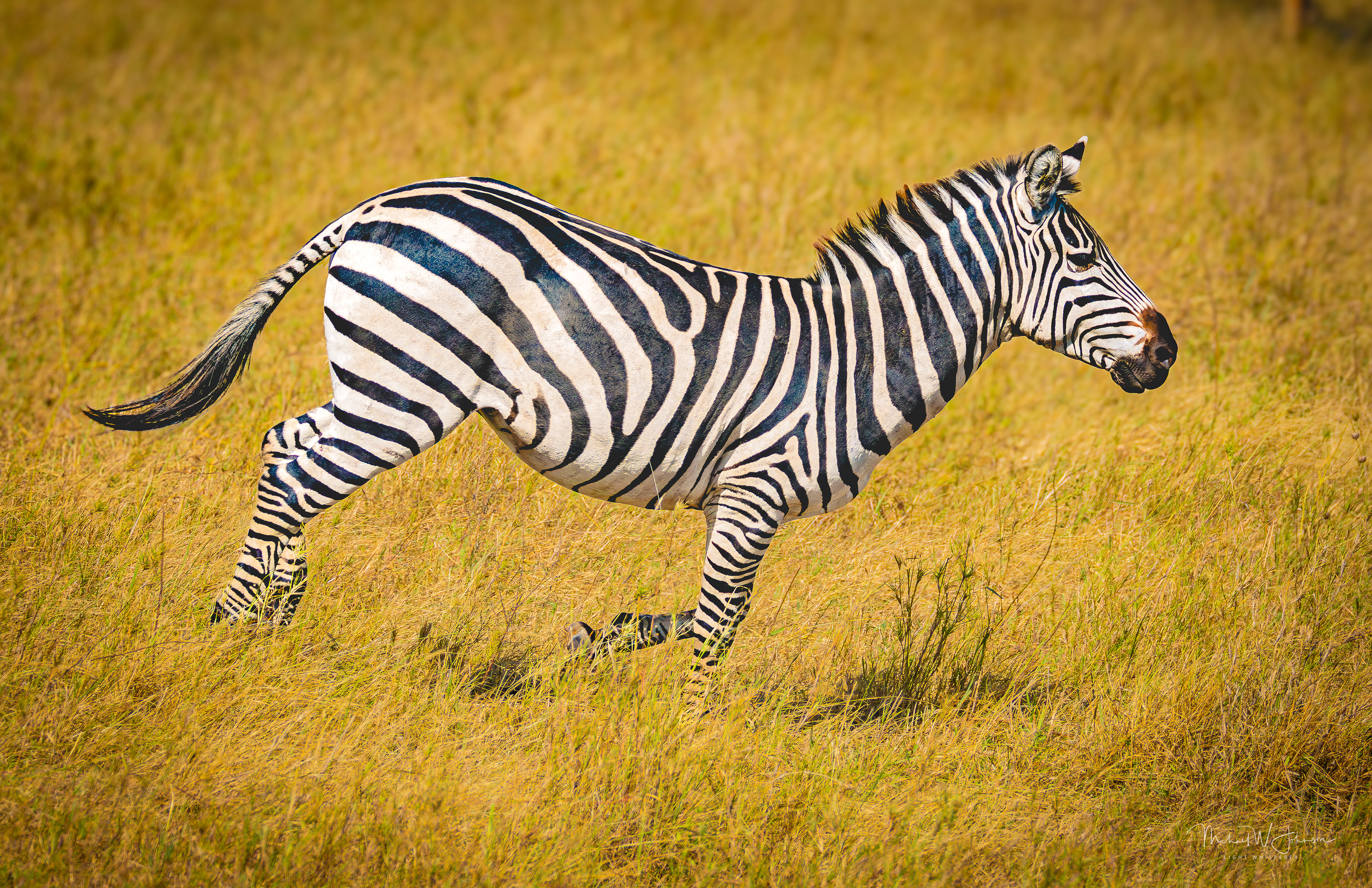Zebra