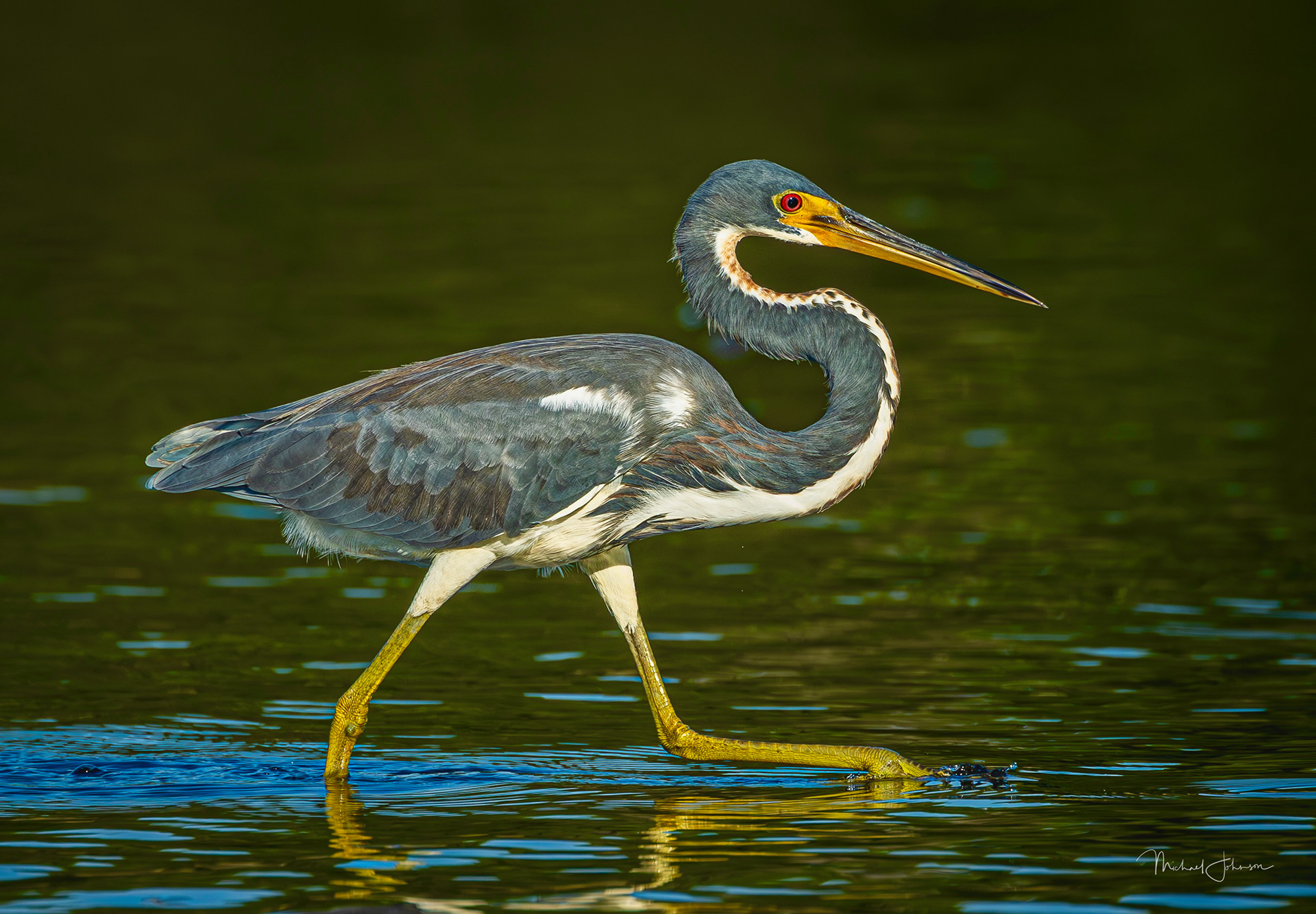 Tricolored Heron