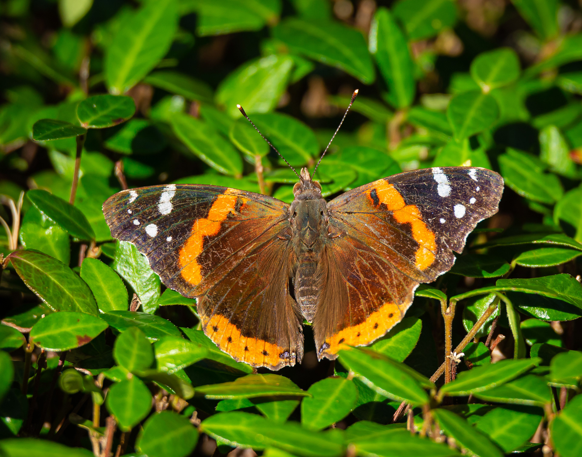 Red Admiral