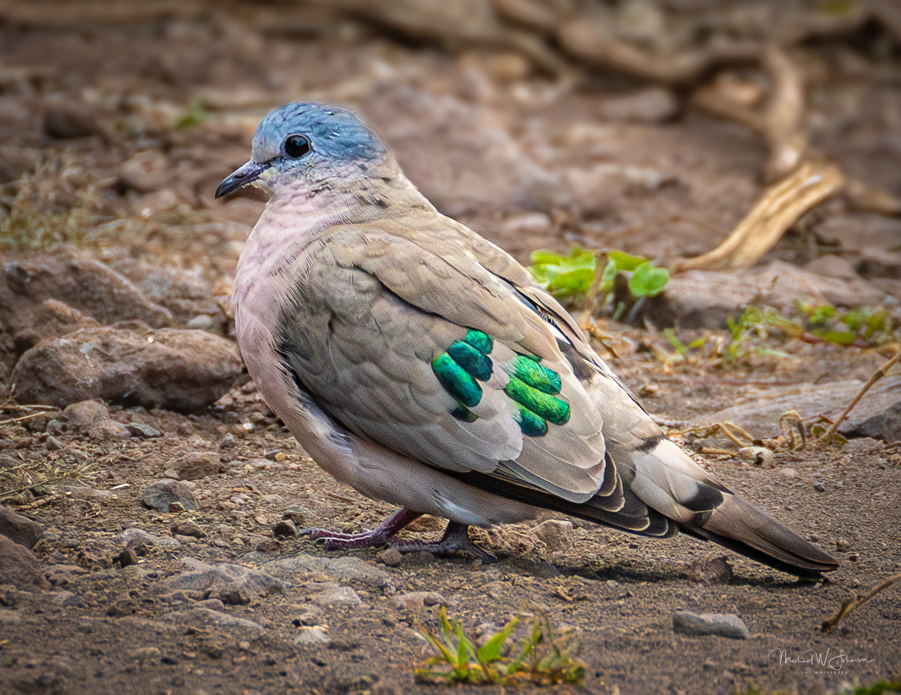 Emerald-spotted Wood-Dove