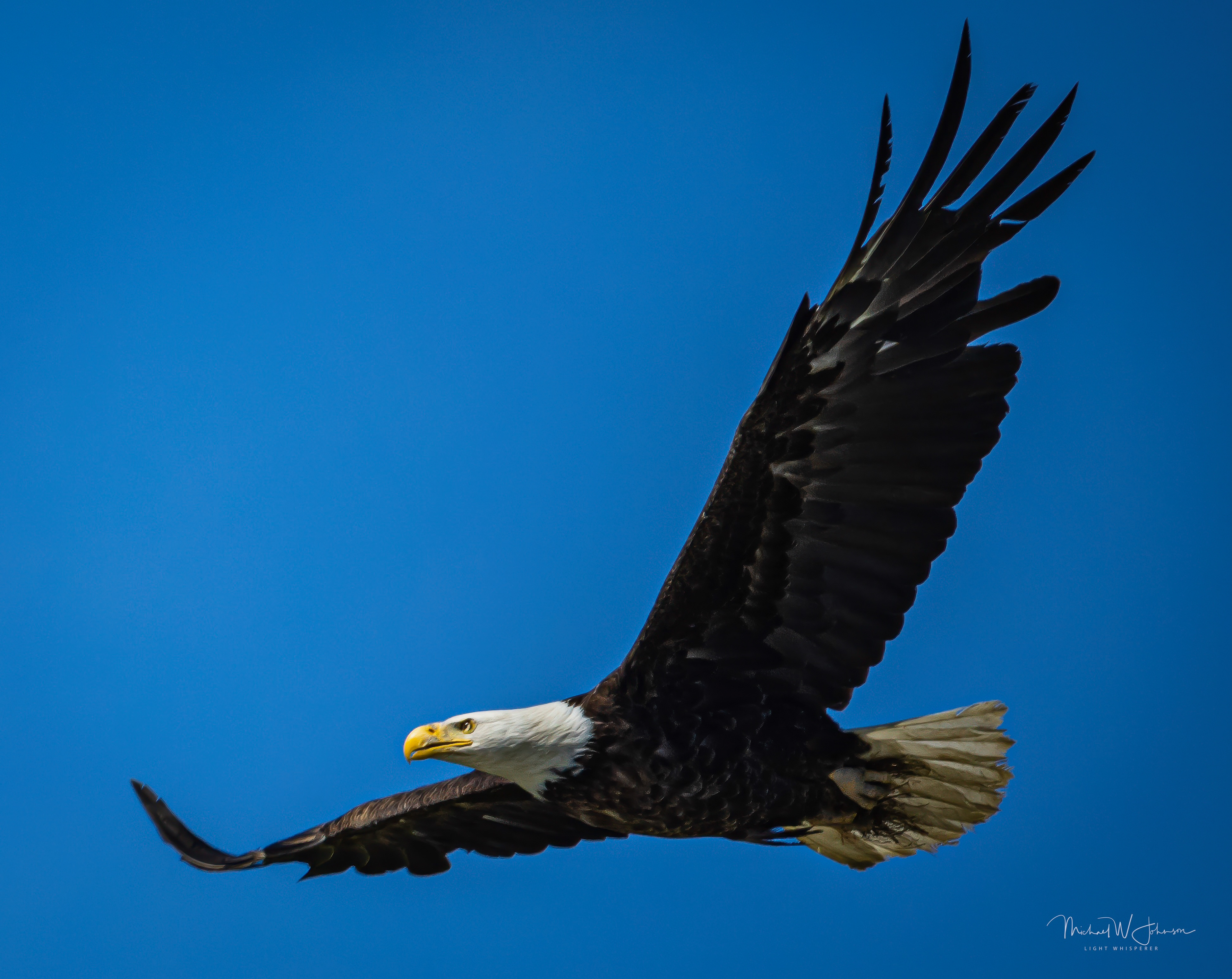 Bald Eagle