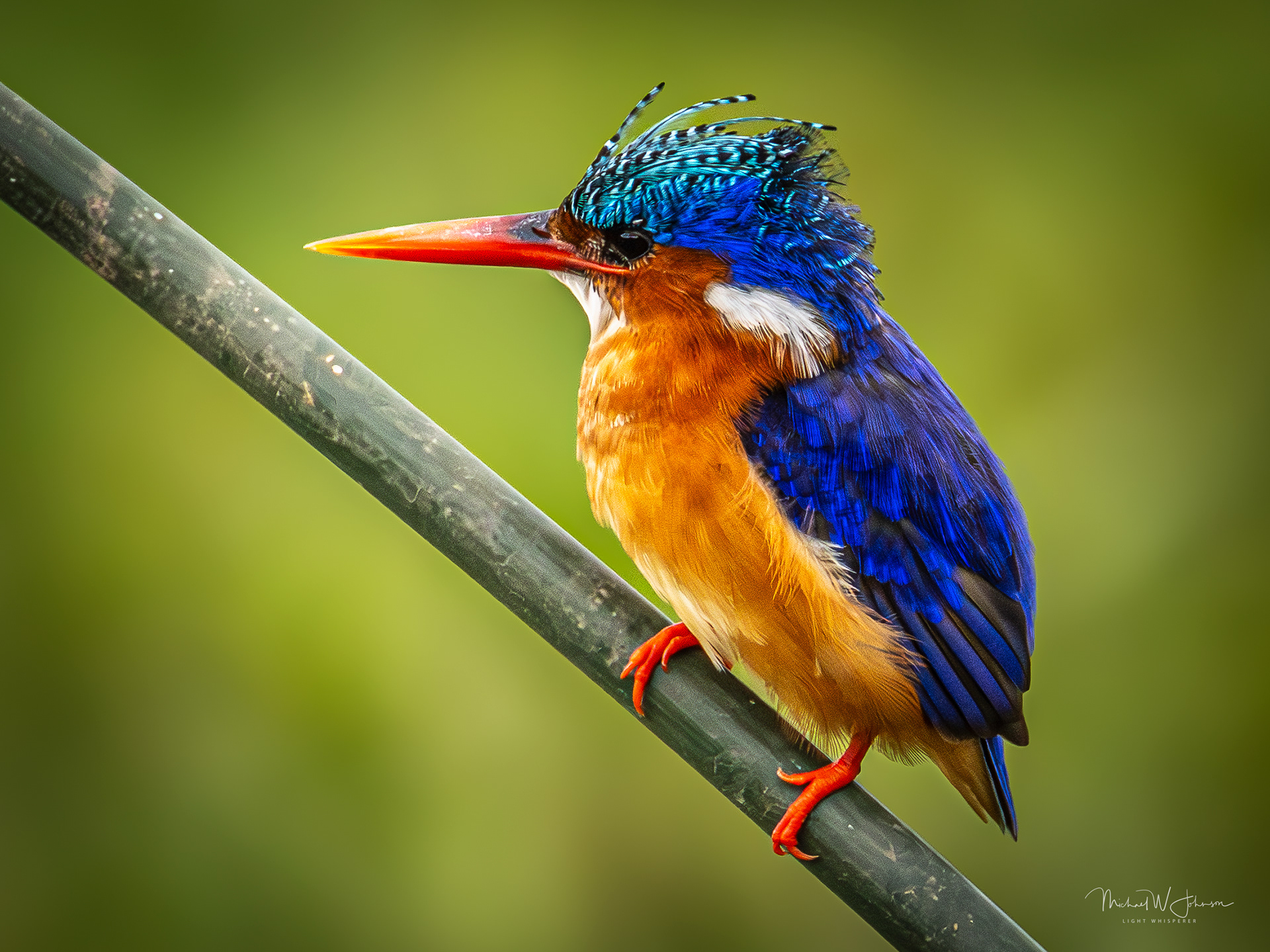 Malachite Kingfisher