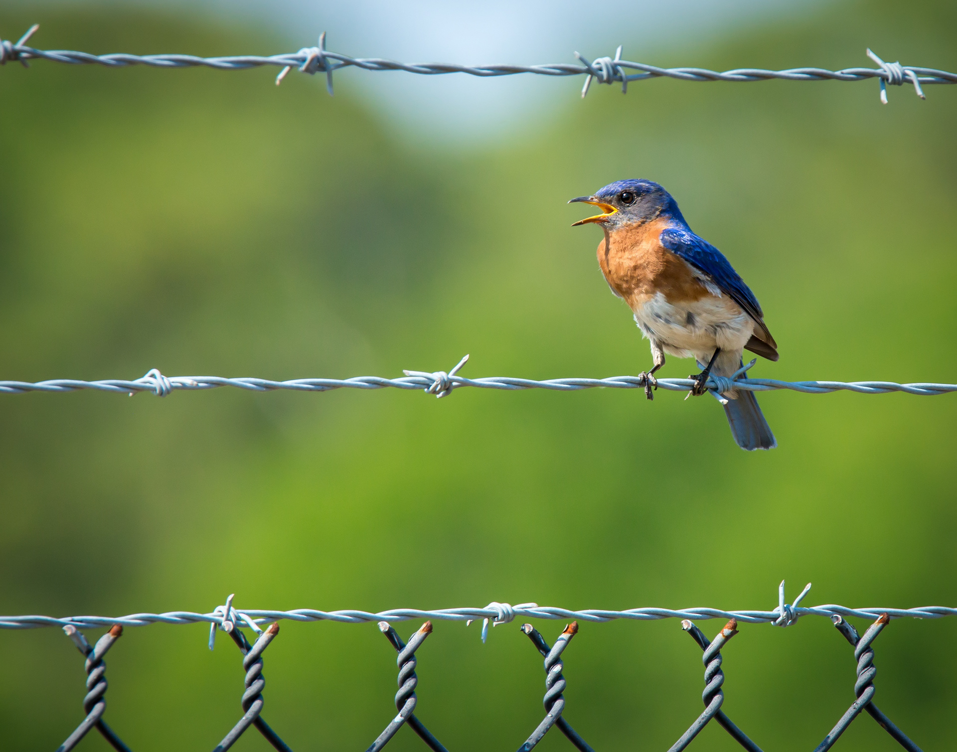 Eastern Bluebird