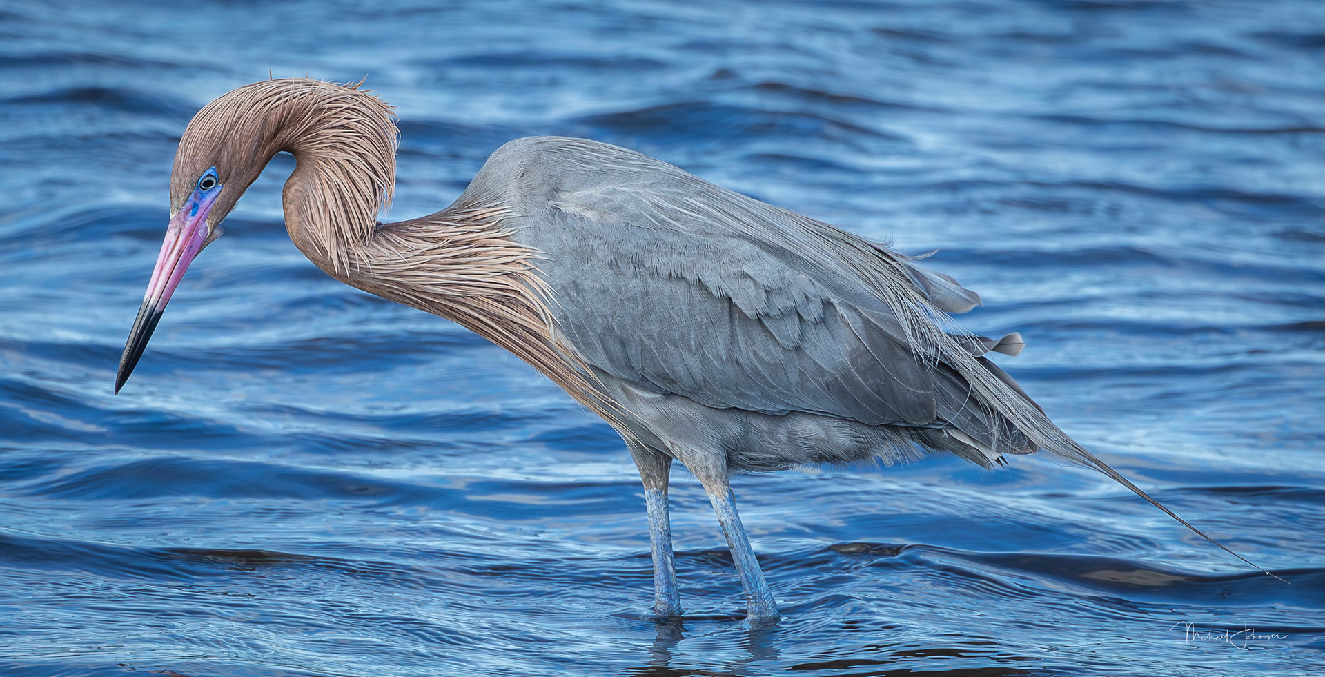 Reddish Egret