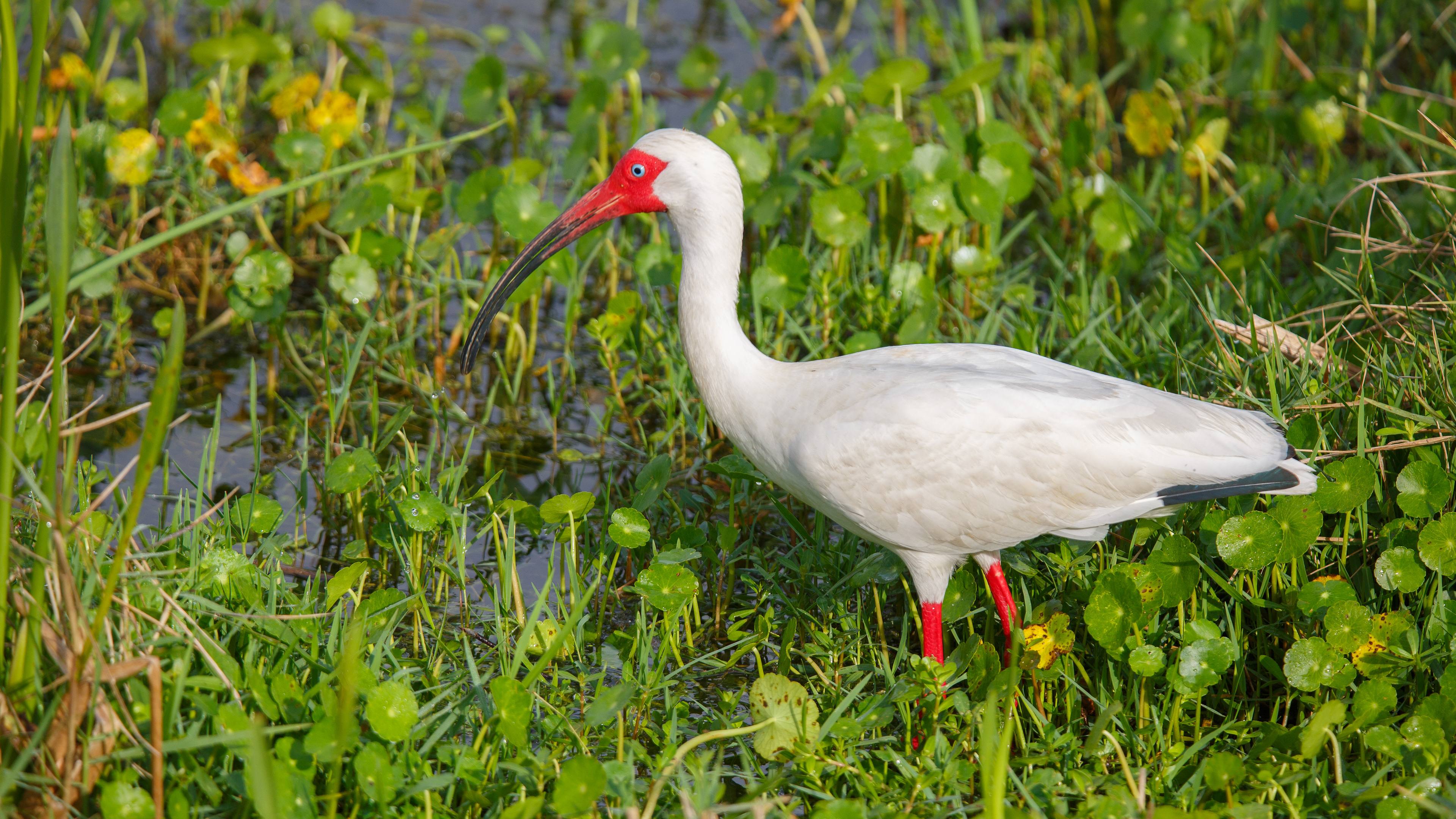 White Ibis