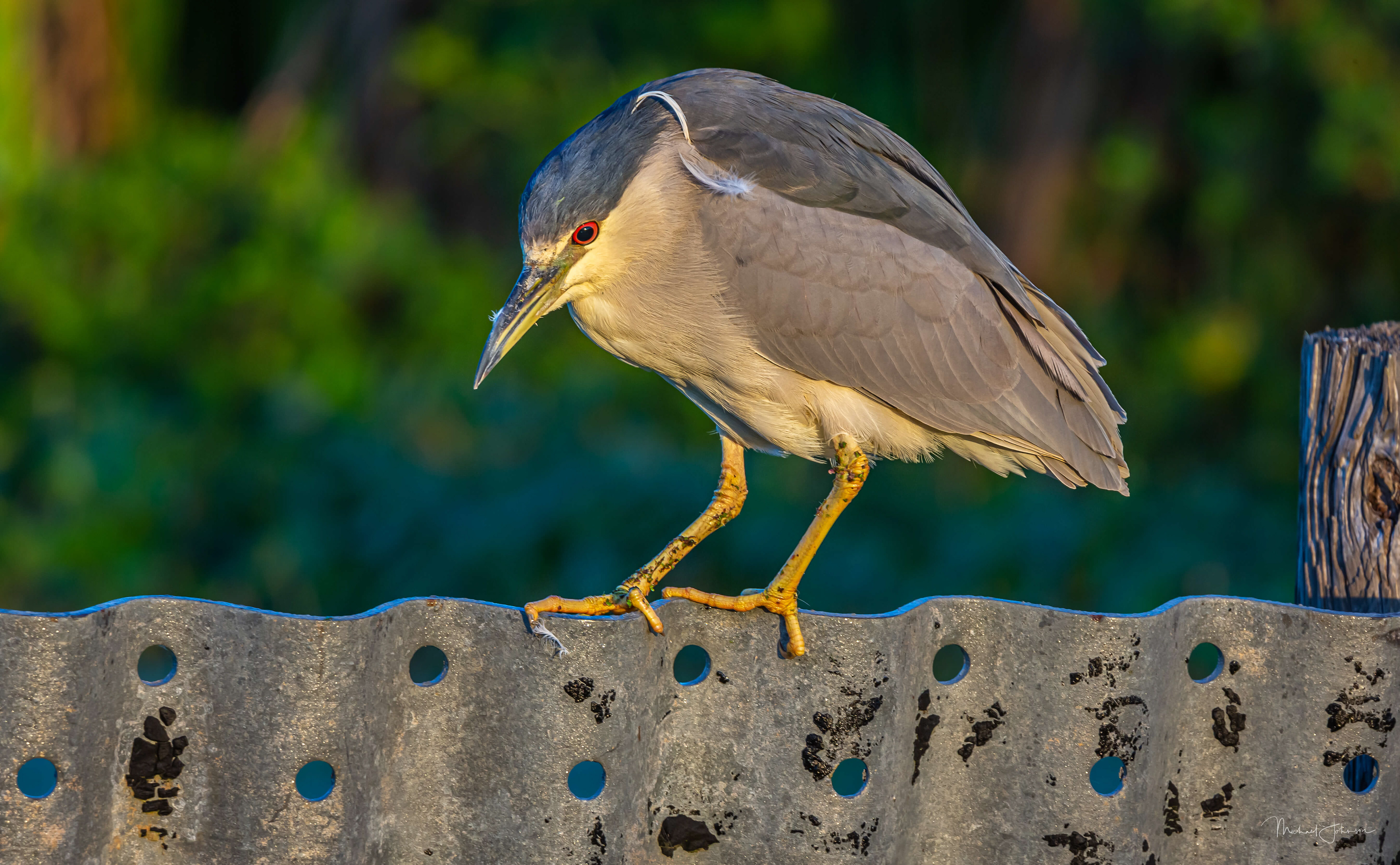 Black-crowned Night Heron