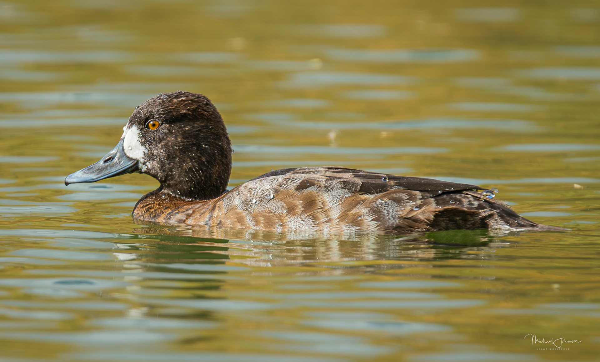 Lesser Scaup