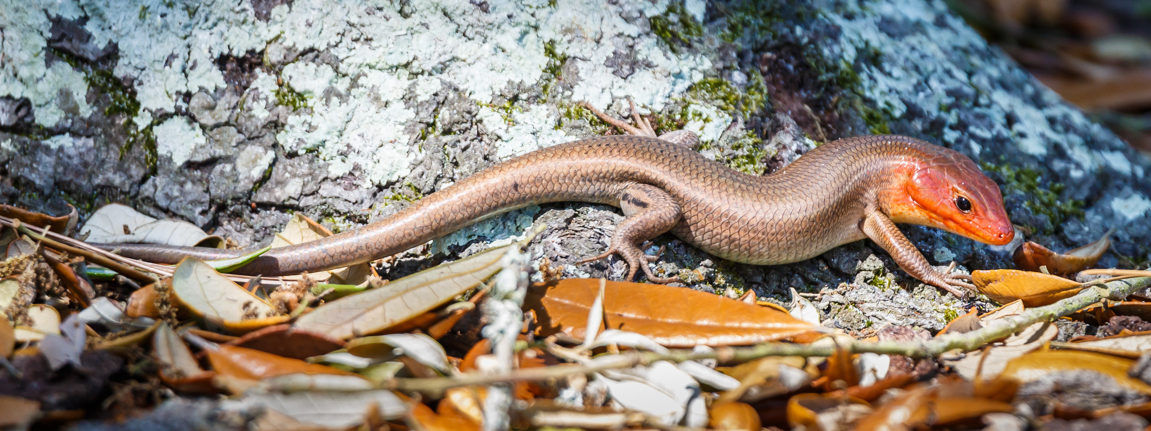 Broad-headed Skink
