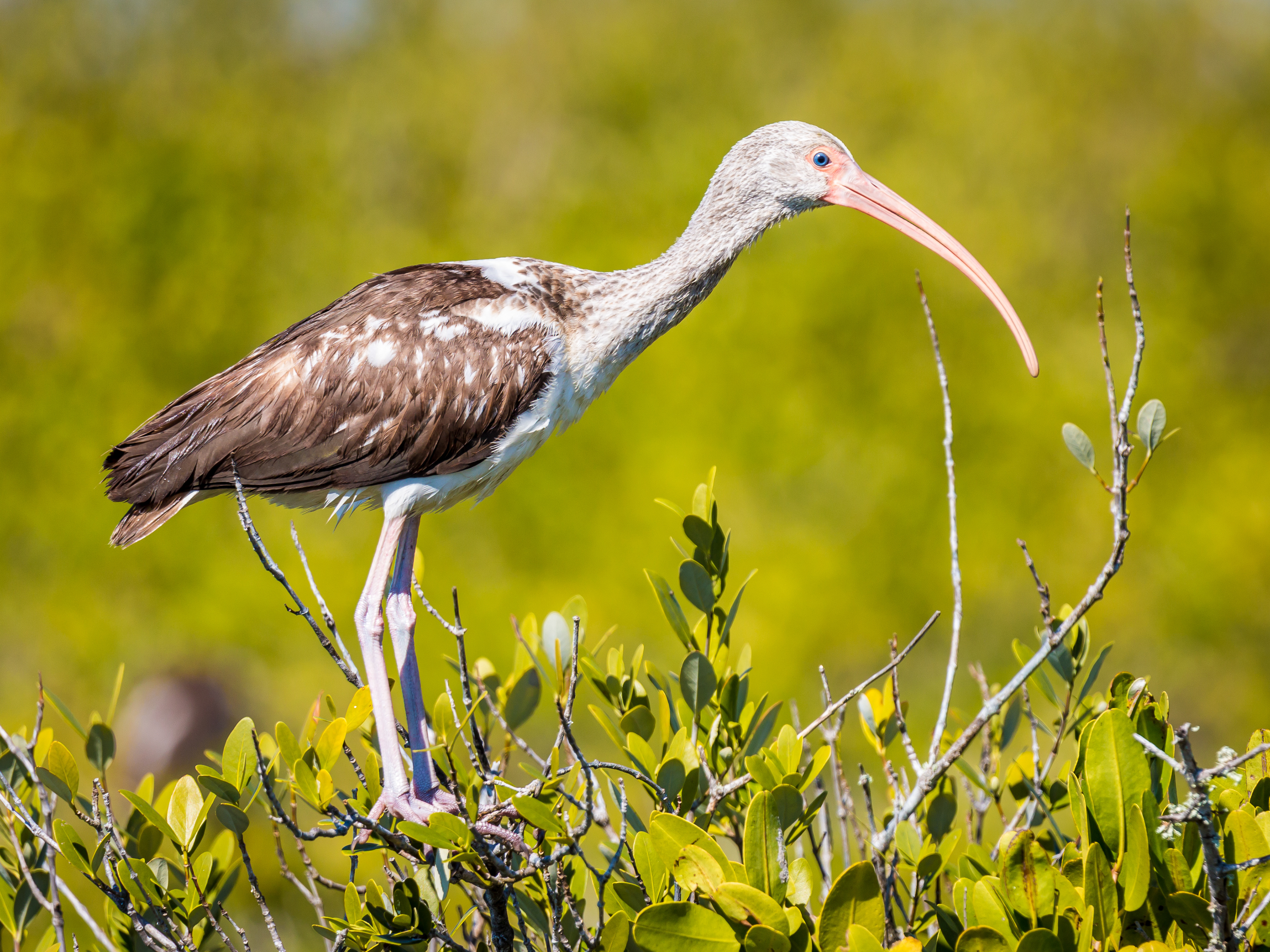 White Ibis