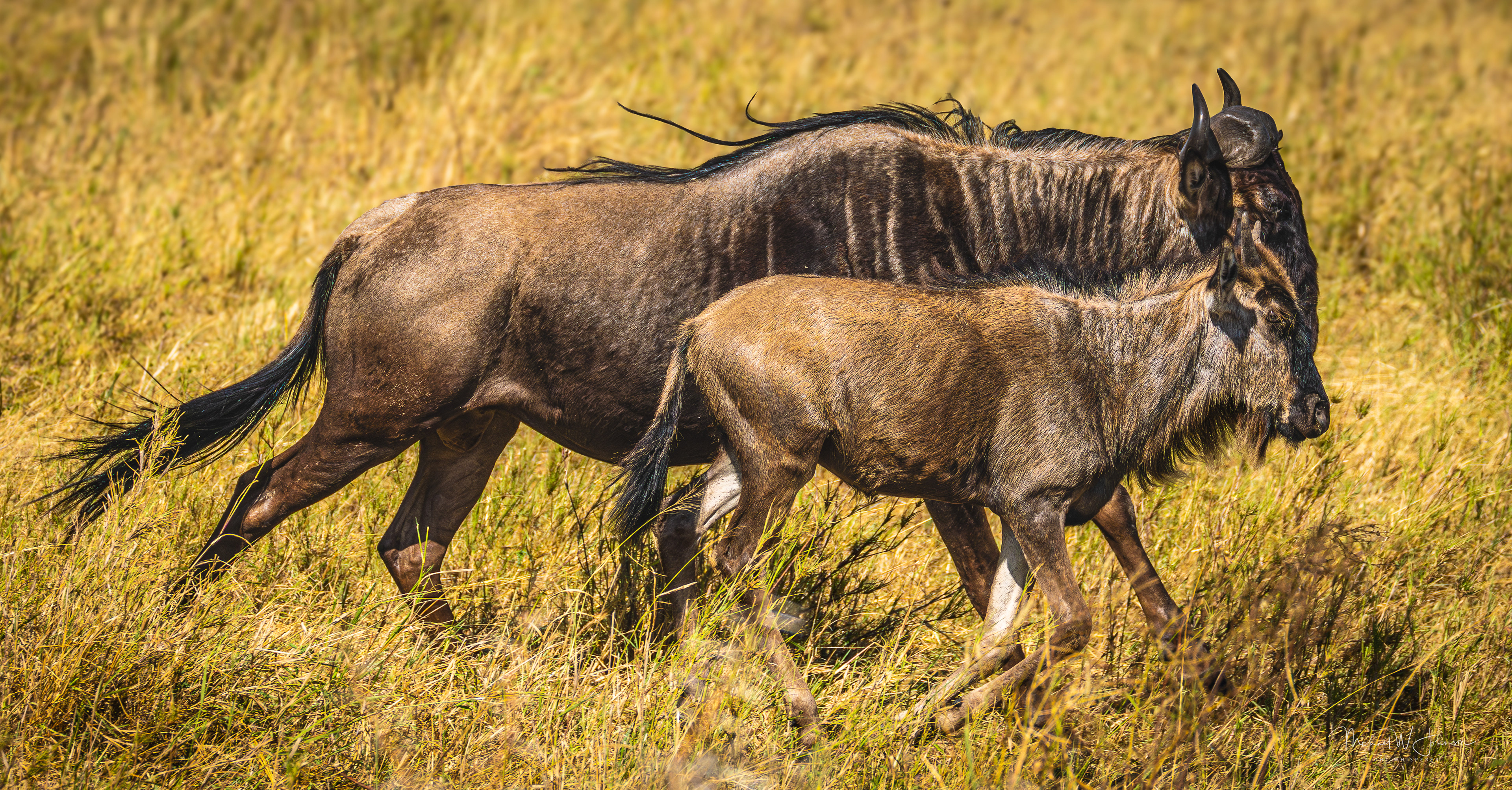 Wildebeests