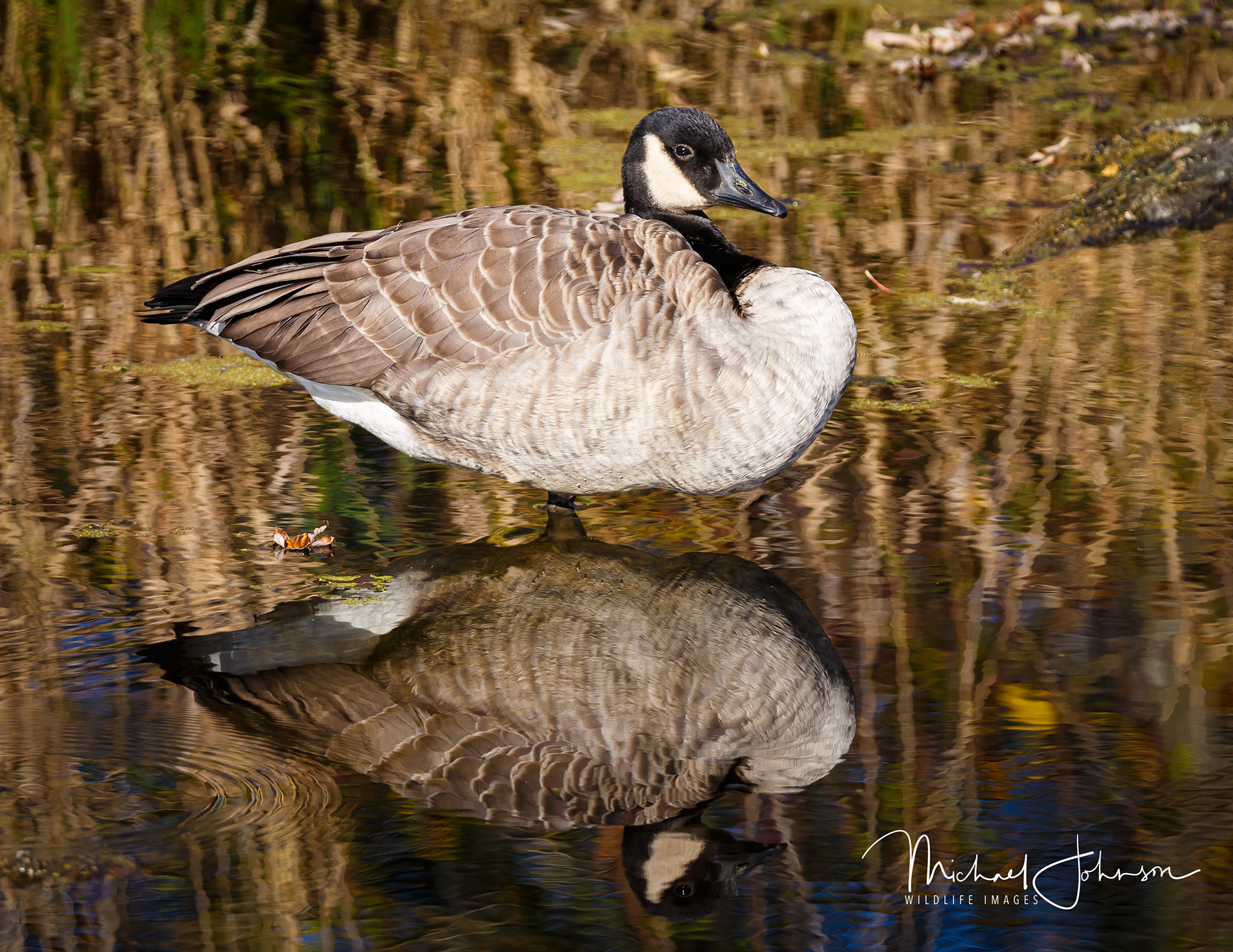 Canada Goose