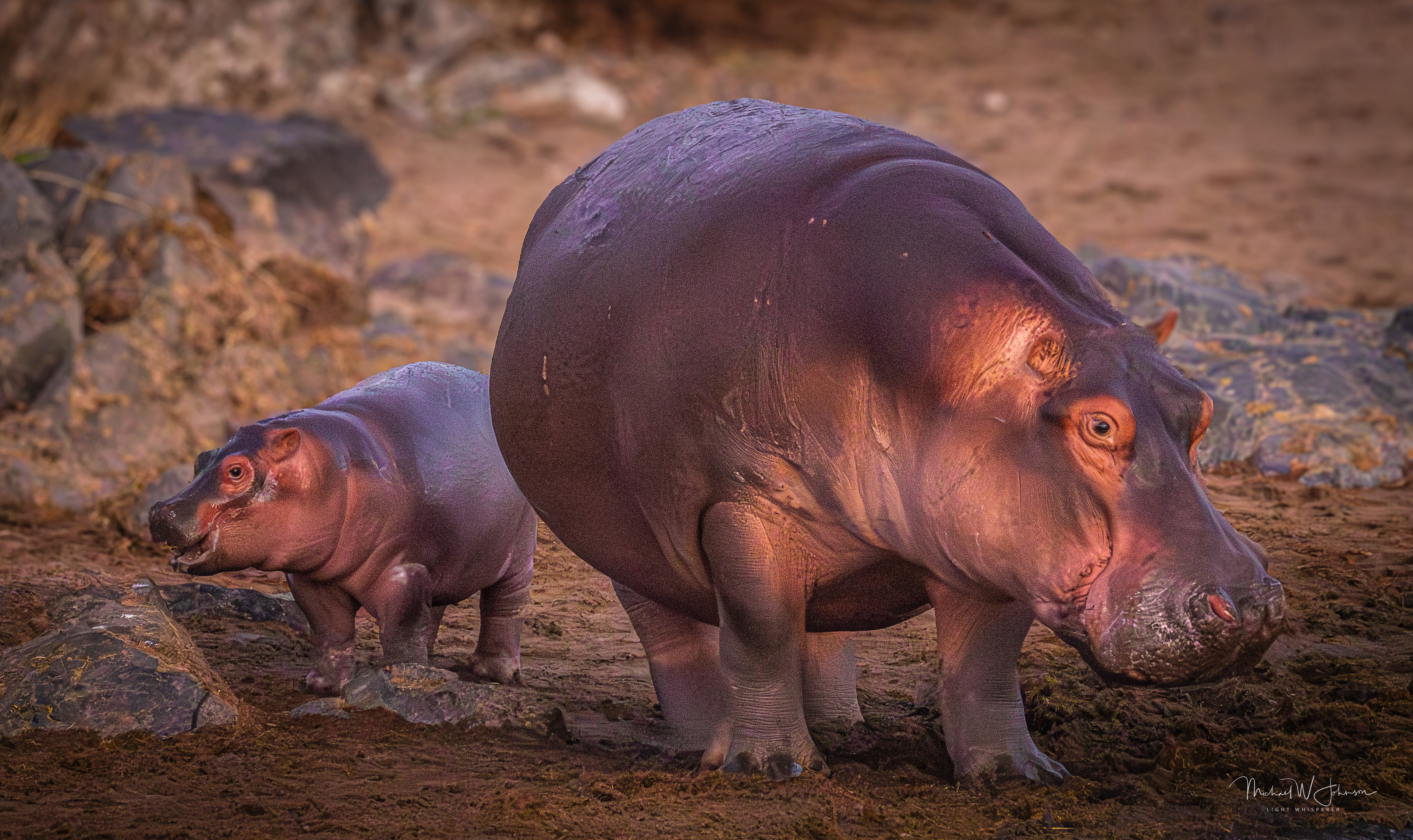 Hippos